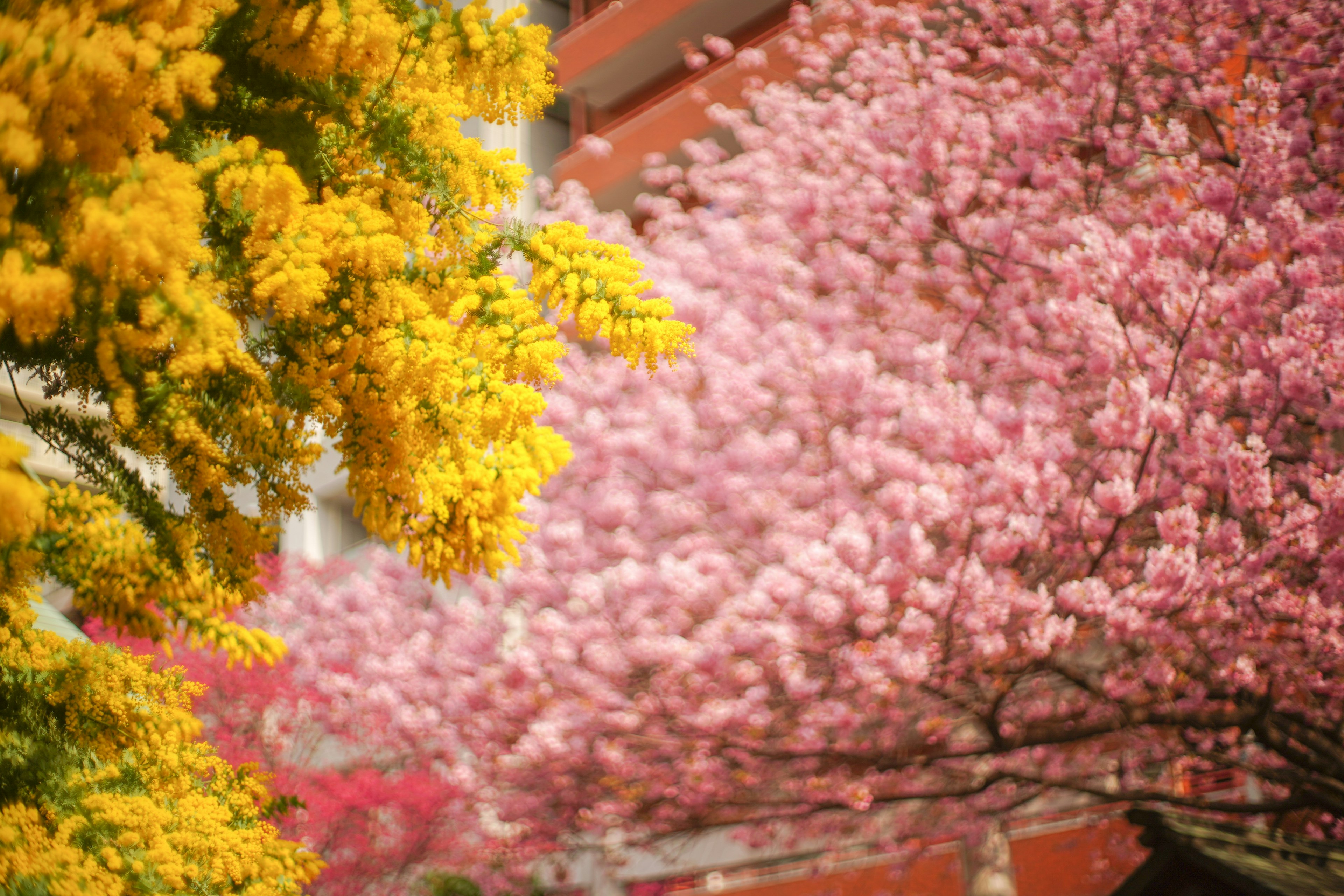 Fiori gialli e ciliegi in fiore rosa in un paesaggio pittoresco