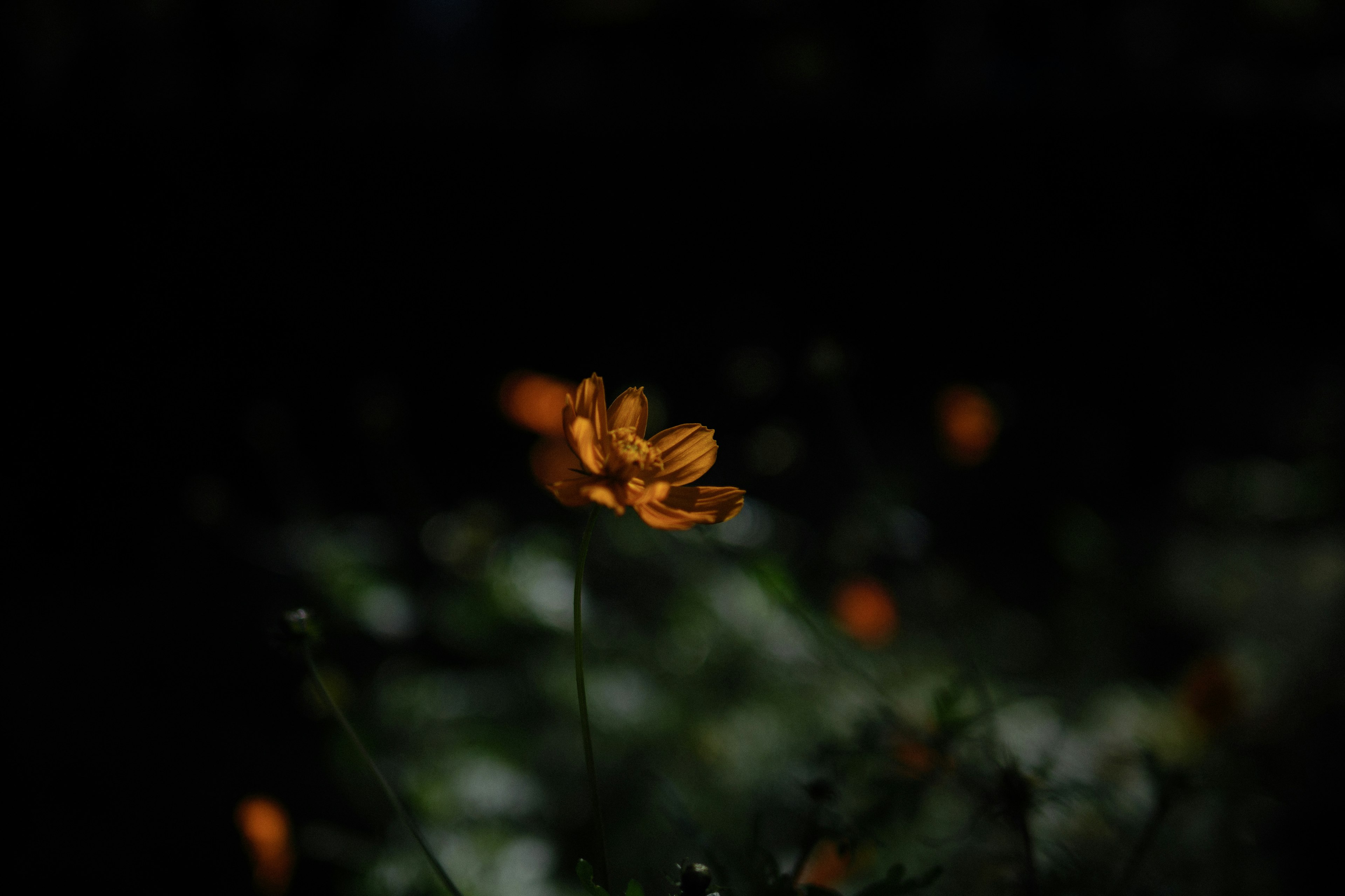 Eine einzelne orangefarbene Blume blüht vor einem dunklen Hintergrund