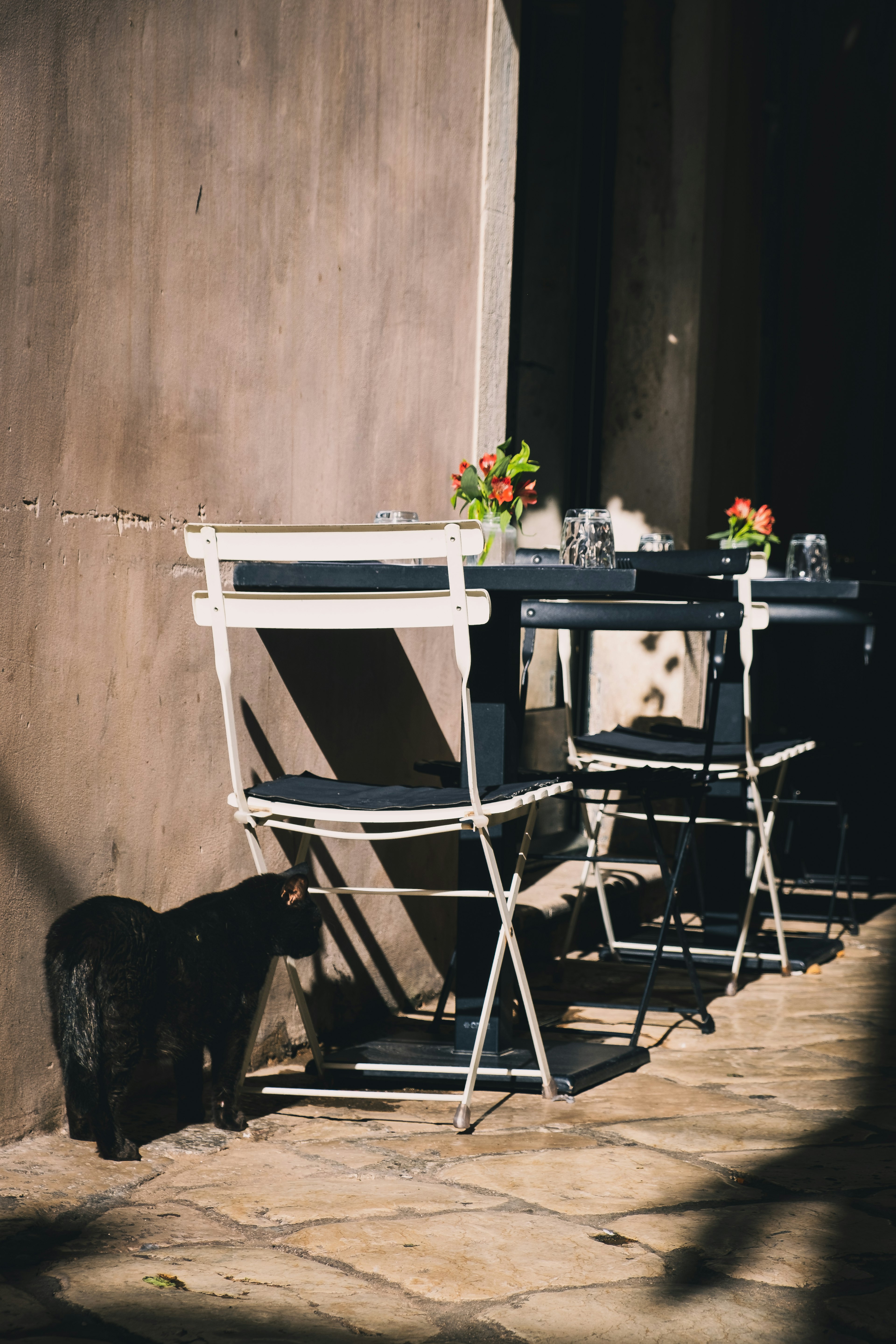 A black cat near a table and chairs in a cafe setting