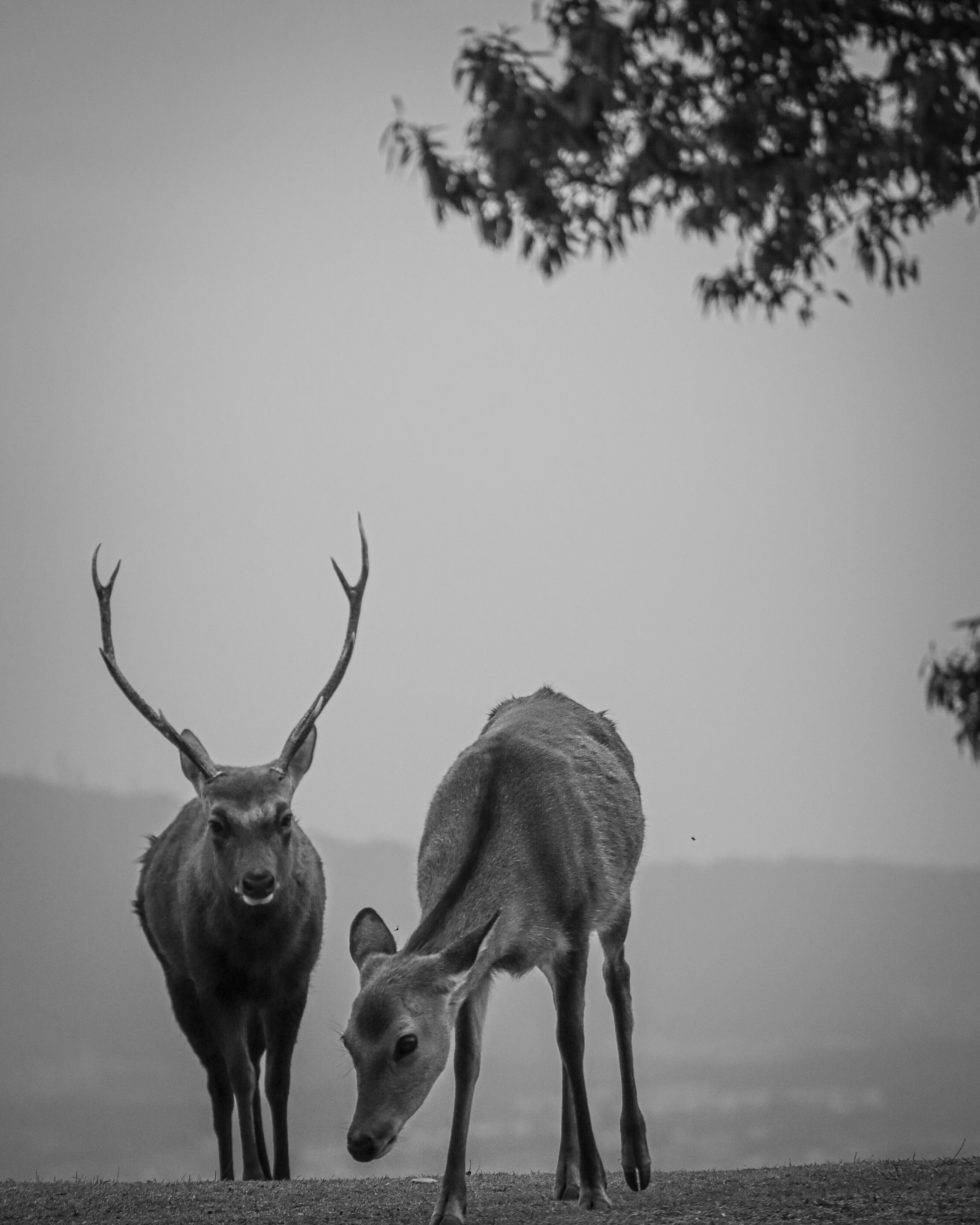 Dos ciervos de pie en un paisaje en blanco y negro