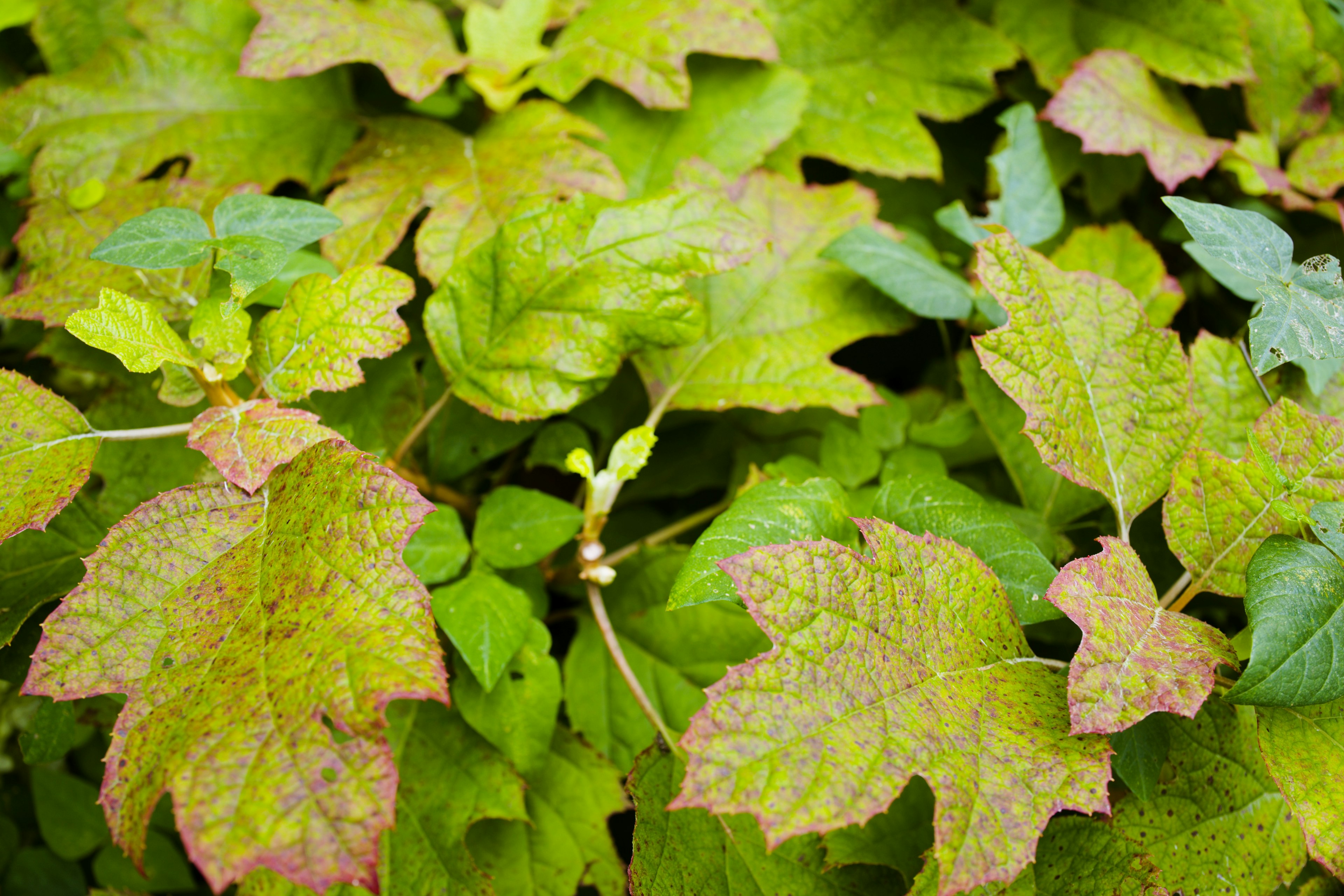 緑色の葉とその変色した部分が混在する植物のクローズアップ