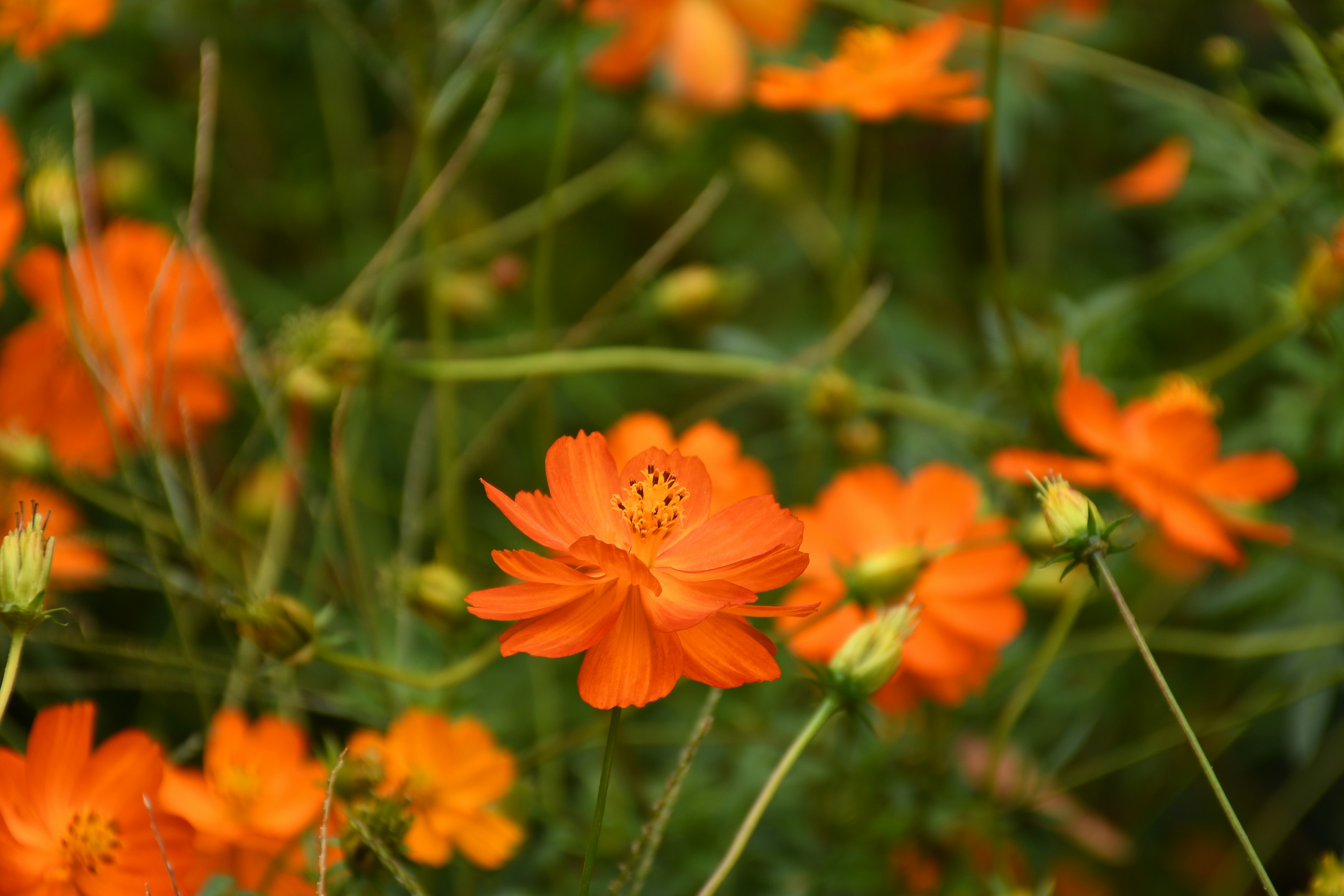 Una exhibición vibrante de flores naranjas contra un fondo verde