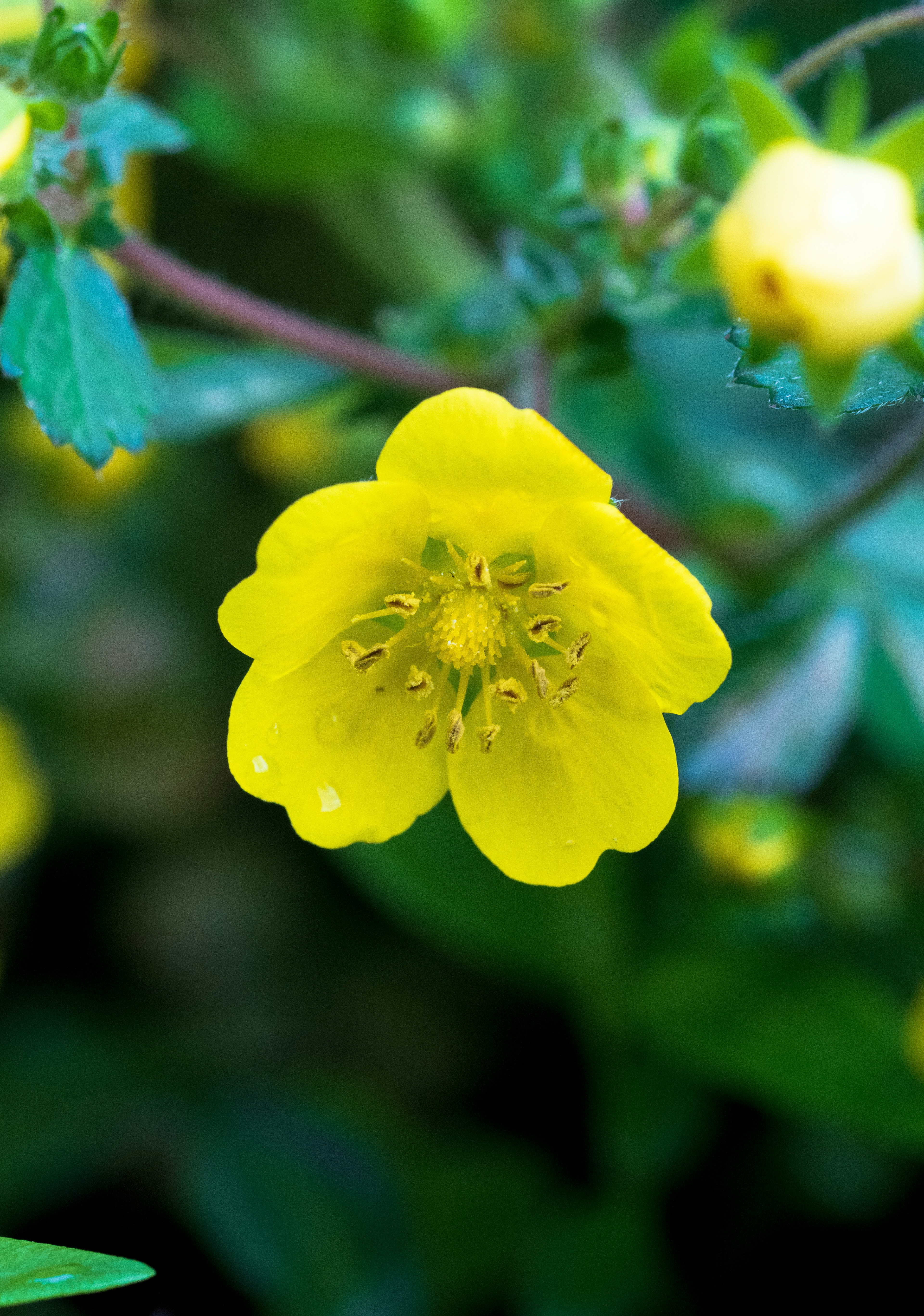 Fiore giallo vibrante che fiorisce tra le foglie verdi