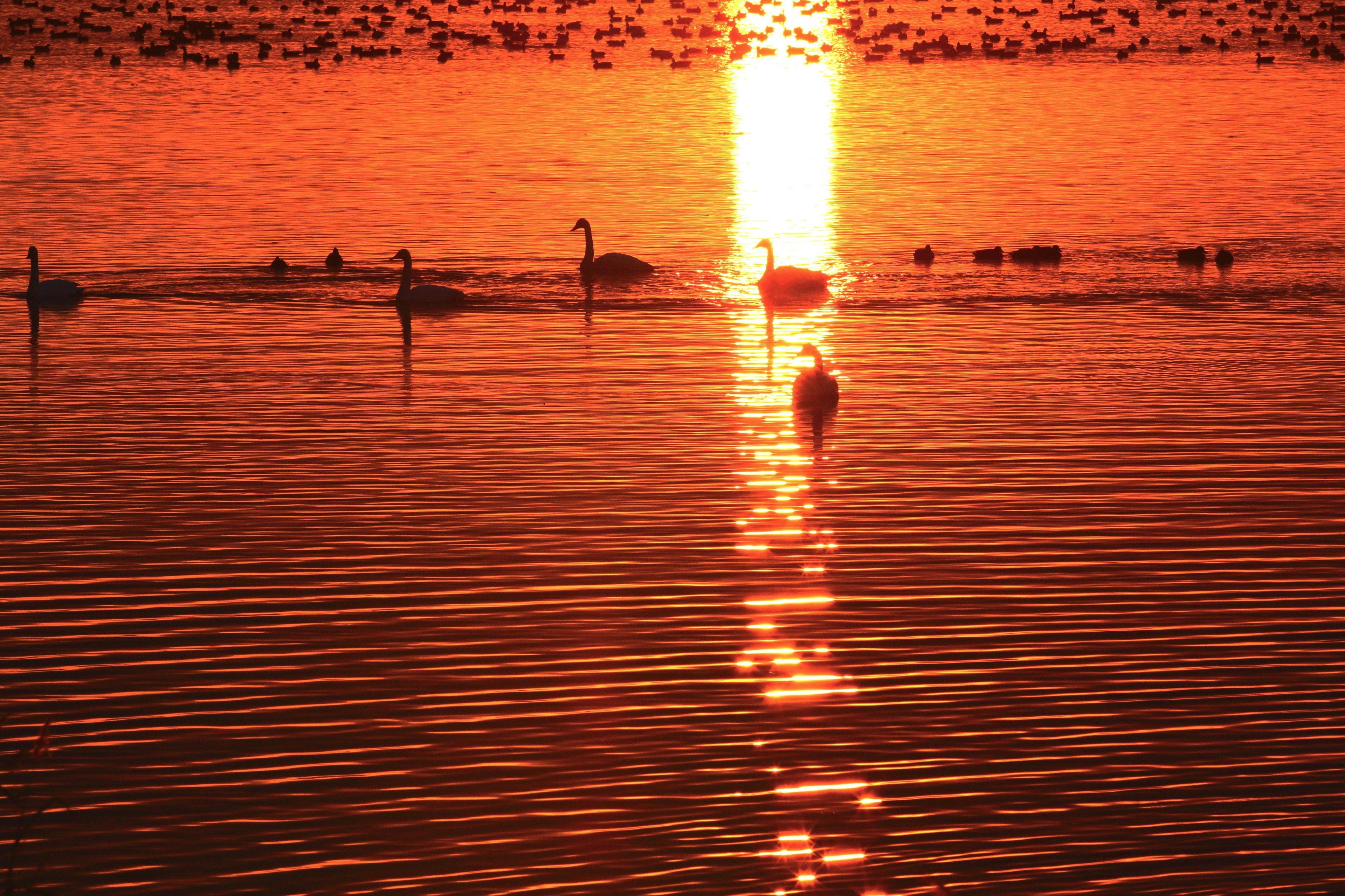 Cygnes nageant sur un lac reflétant un coucher de soleil vibrant