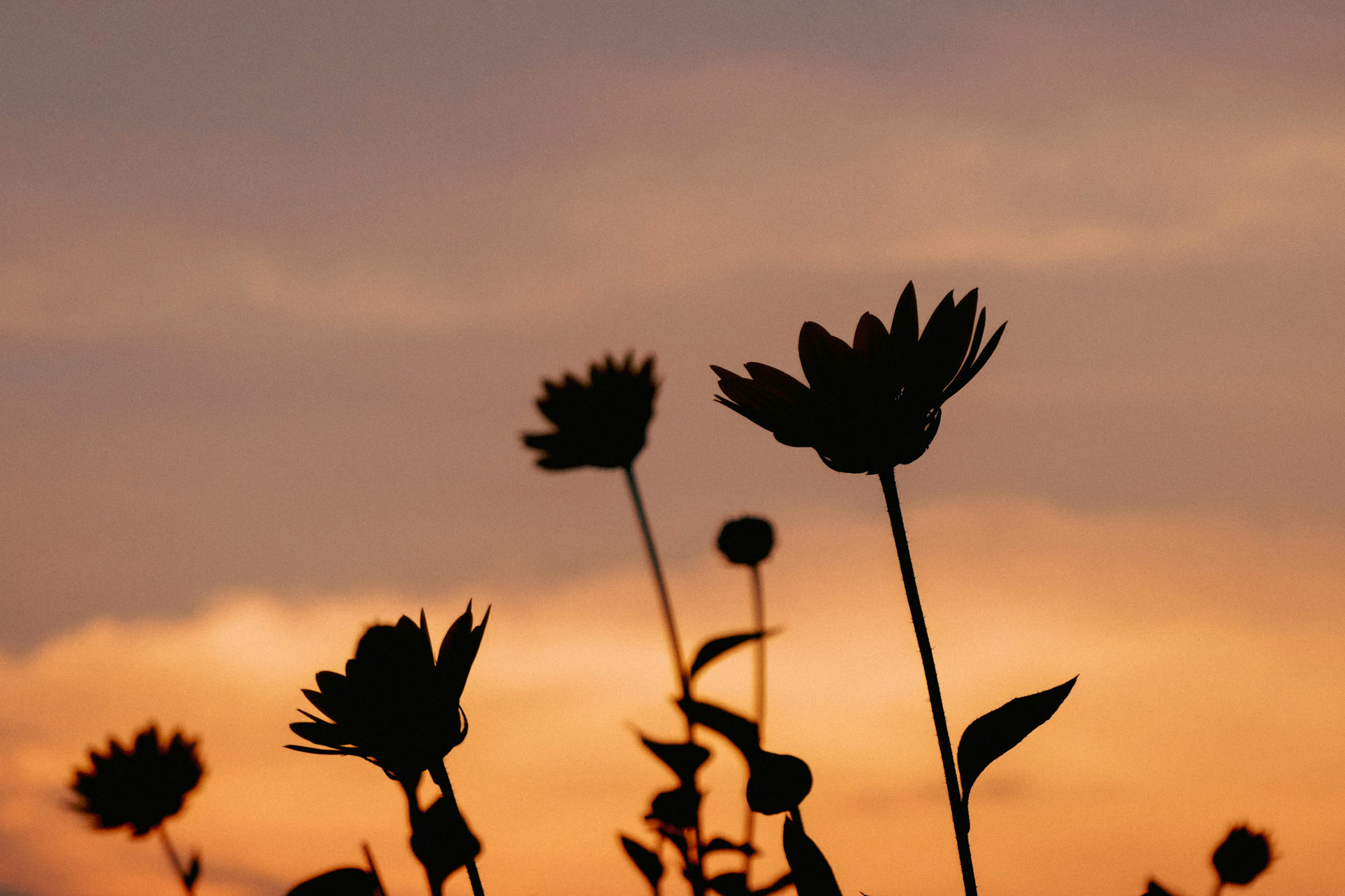 夕焼けの空を背景にした花のシルエット