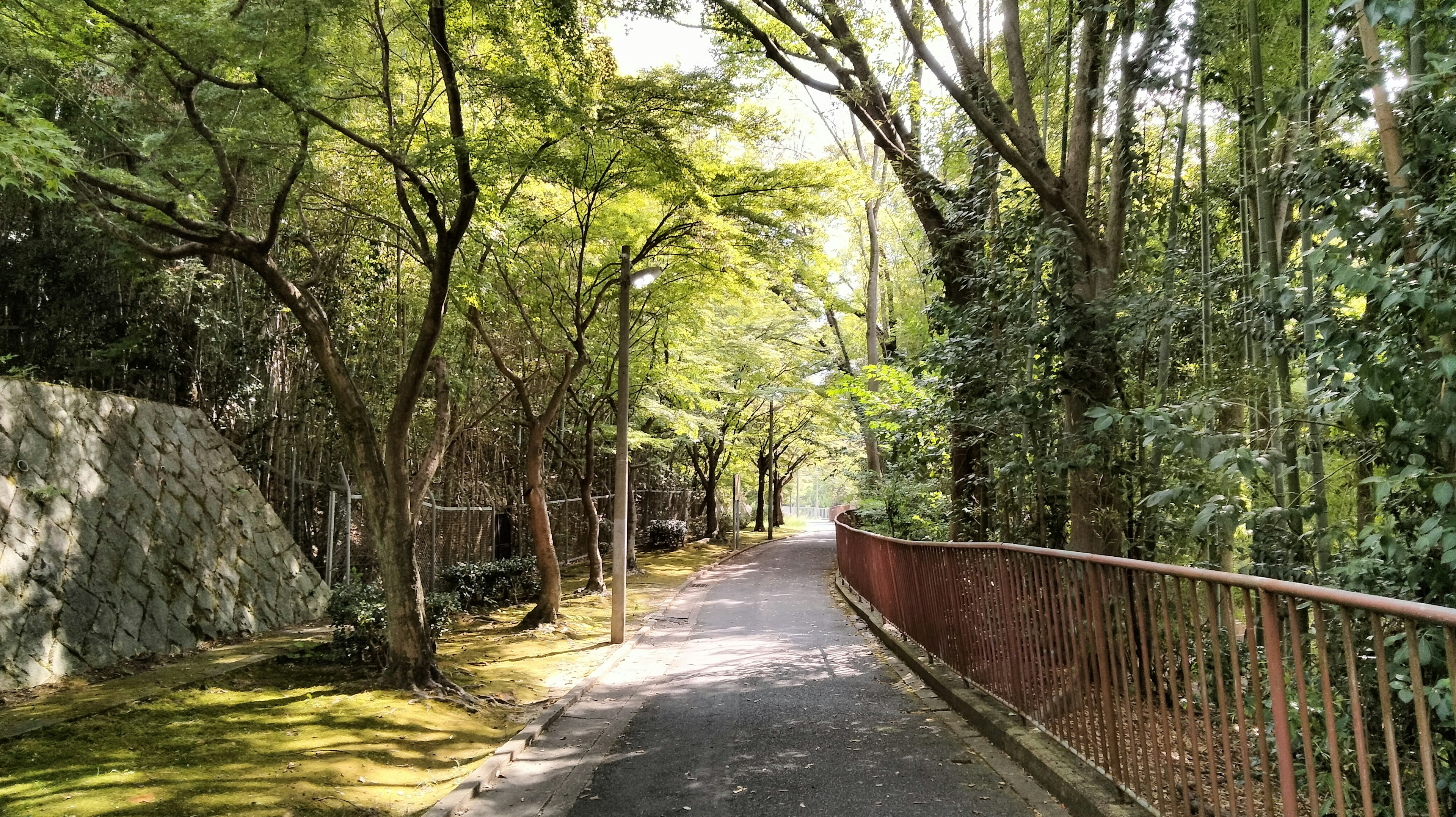 A serene pathway surrounded by green trees with a red railing