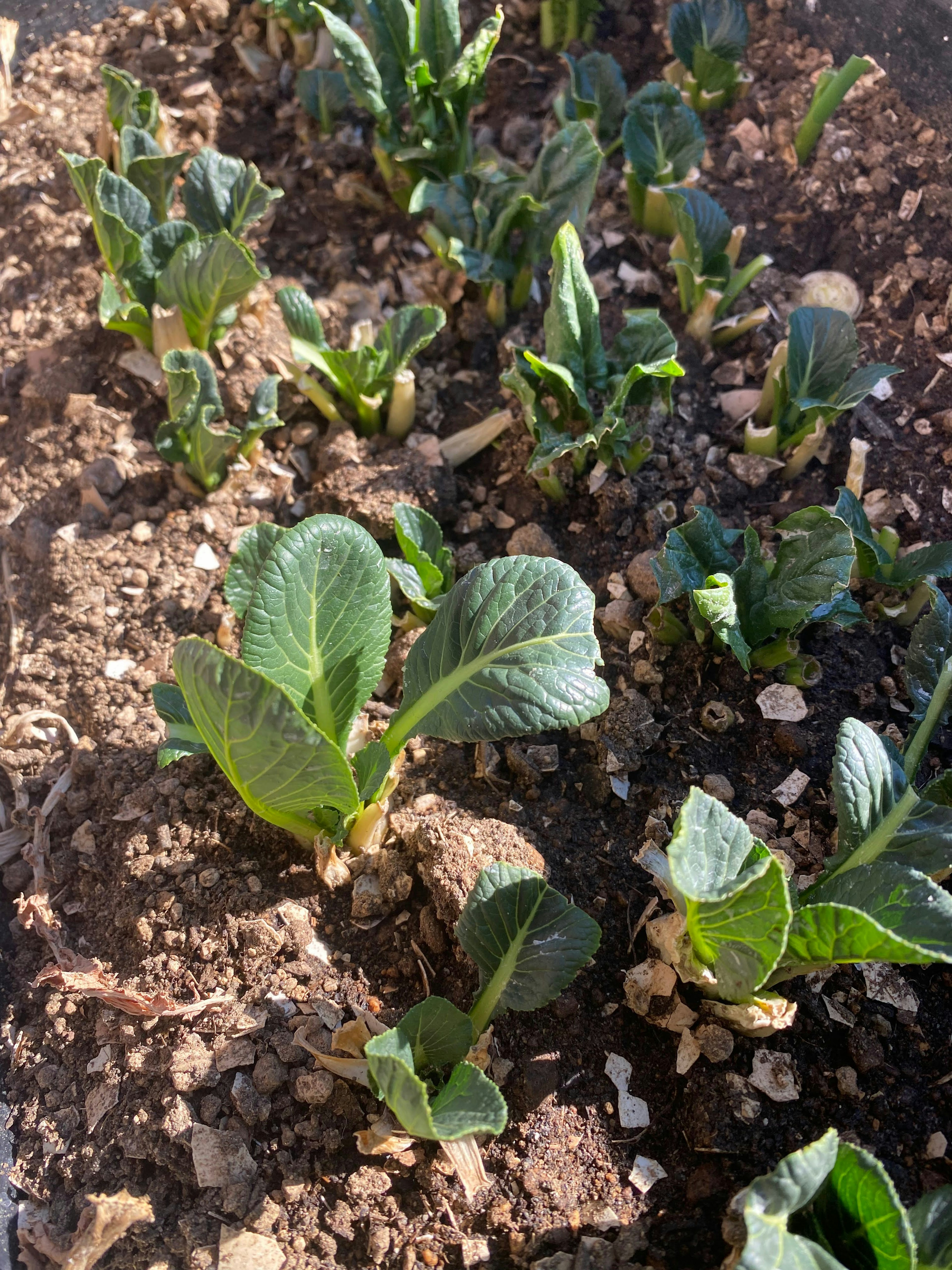 緑の野菜の芽が土の中から成長している様子