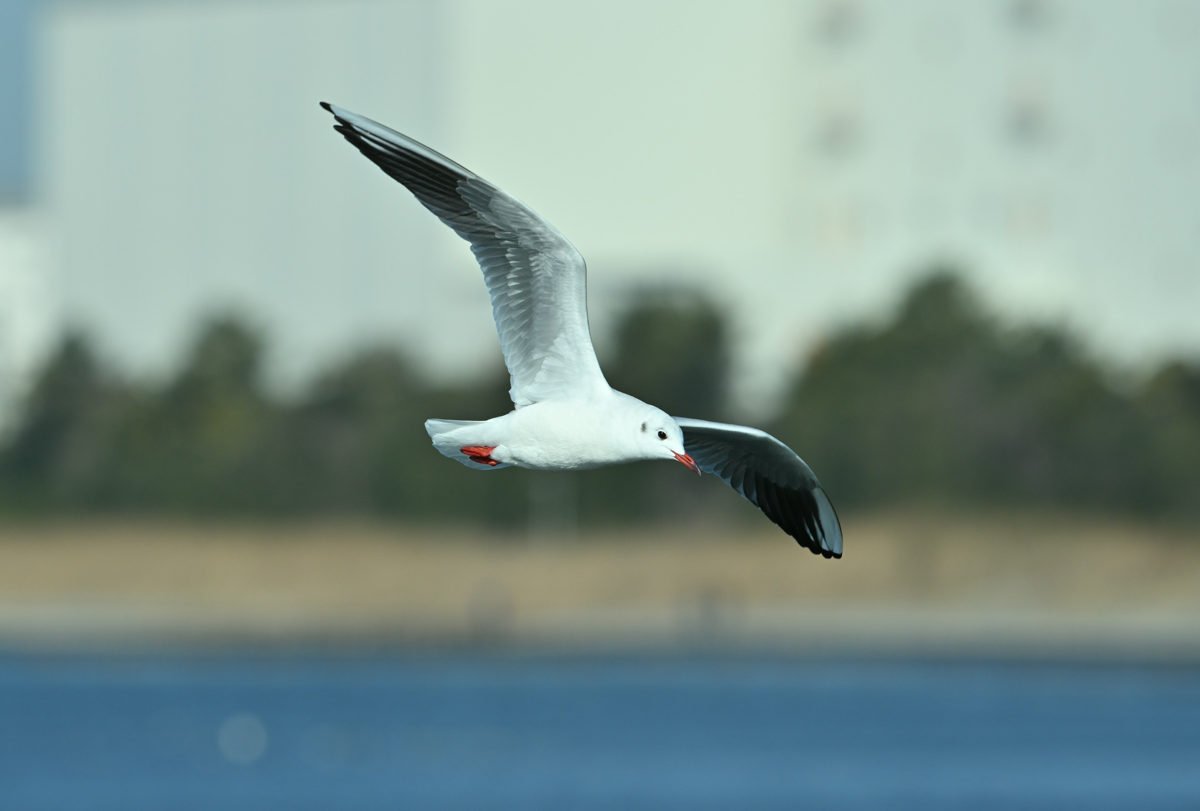 A seagull flying over water with a blurred background