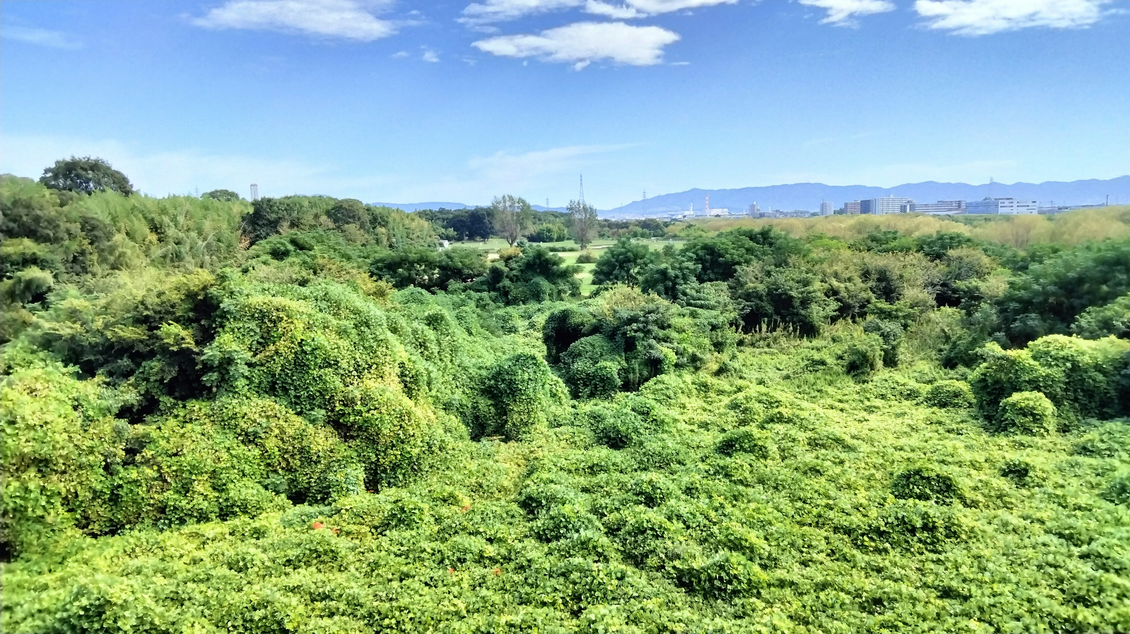 Pemandangan hijau subur di bawah langit biru yang dipenuhi tanaman dan pepohonan