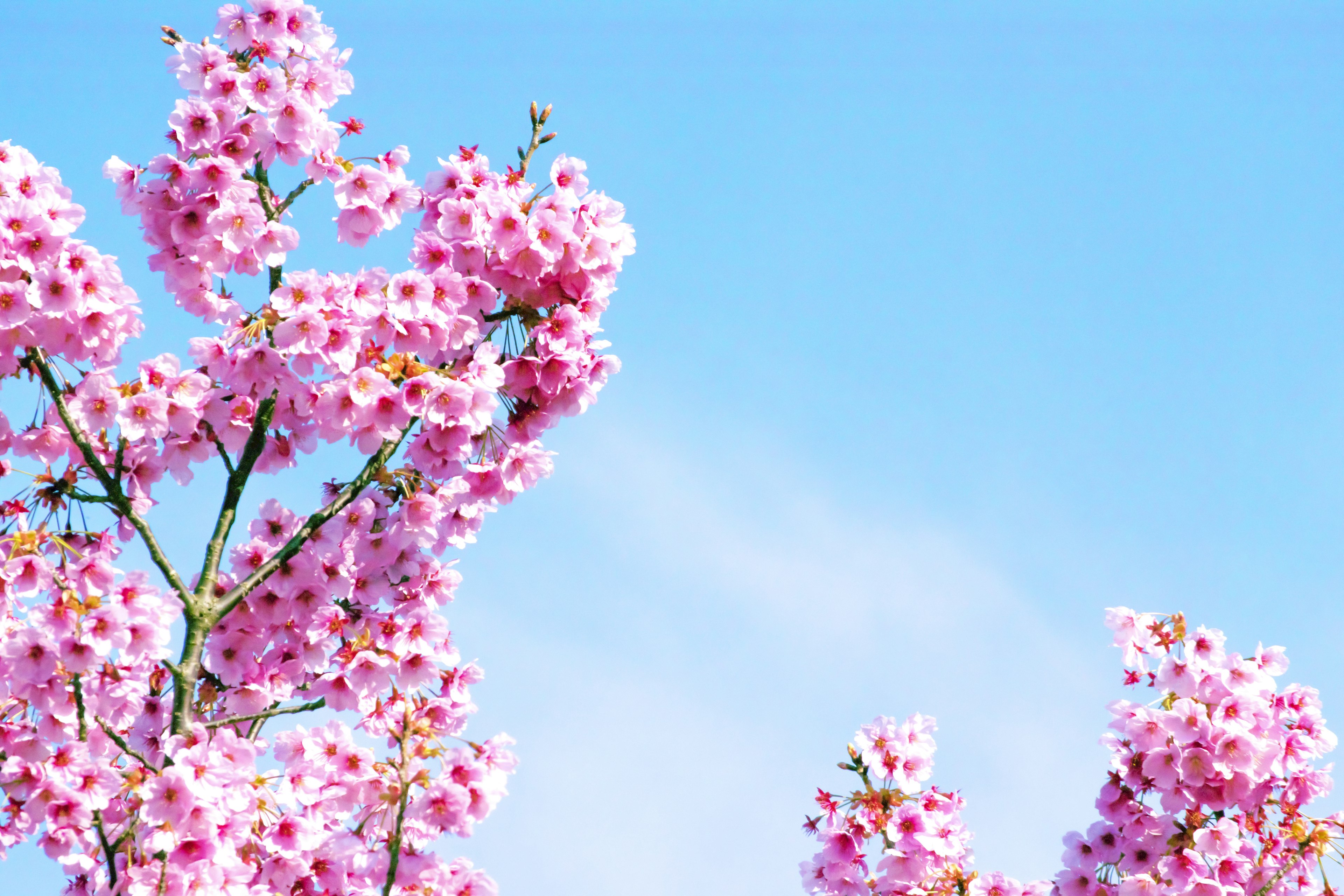 Rosa blühender Baum vor einem klaren blauen Himmel