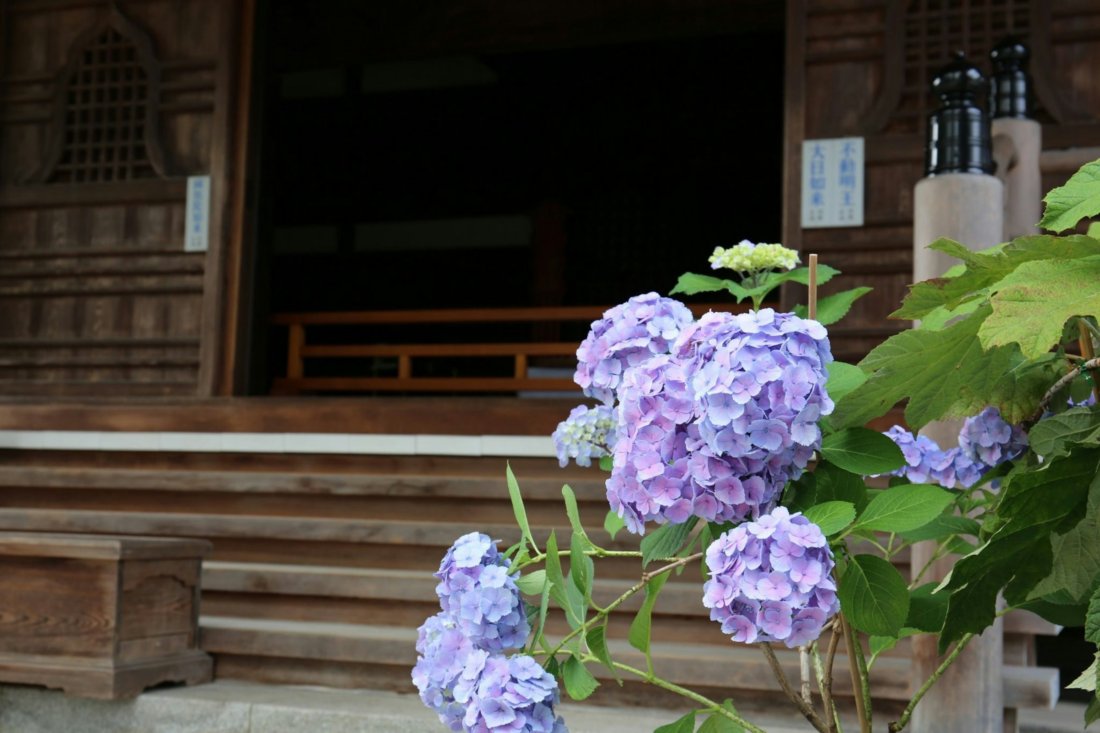 Fleurs d'hortensia devant l'entrée d'un vieux bâtiment