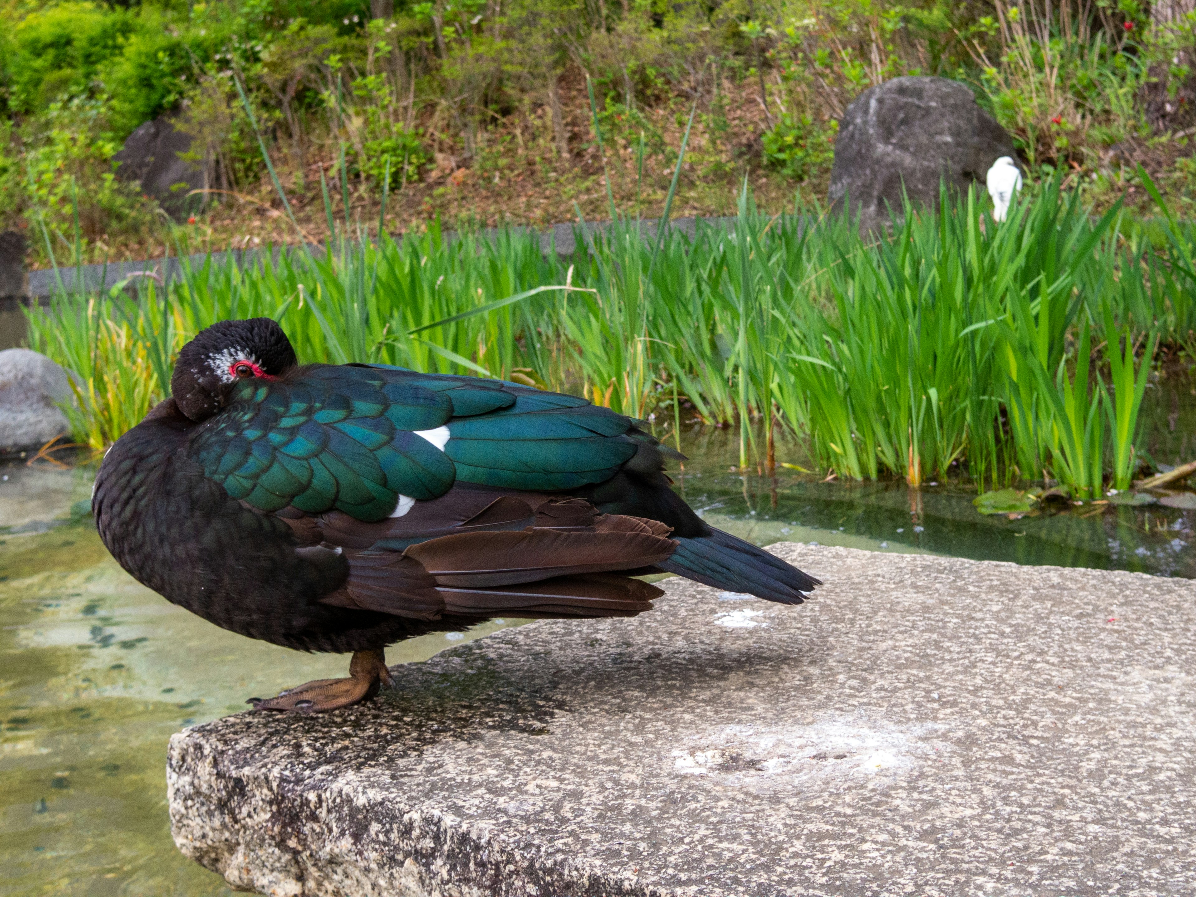 Un pájaro con plumas verdes descansando sobre una piedra junto al agua