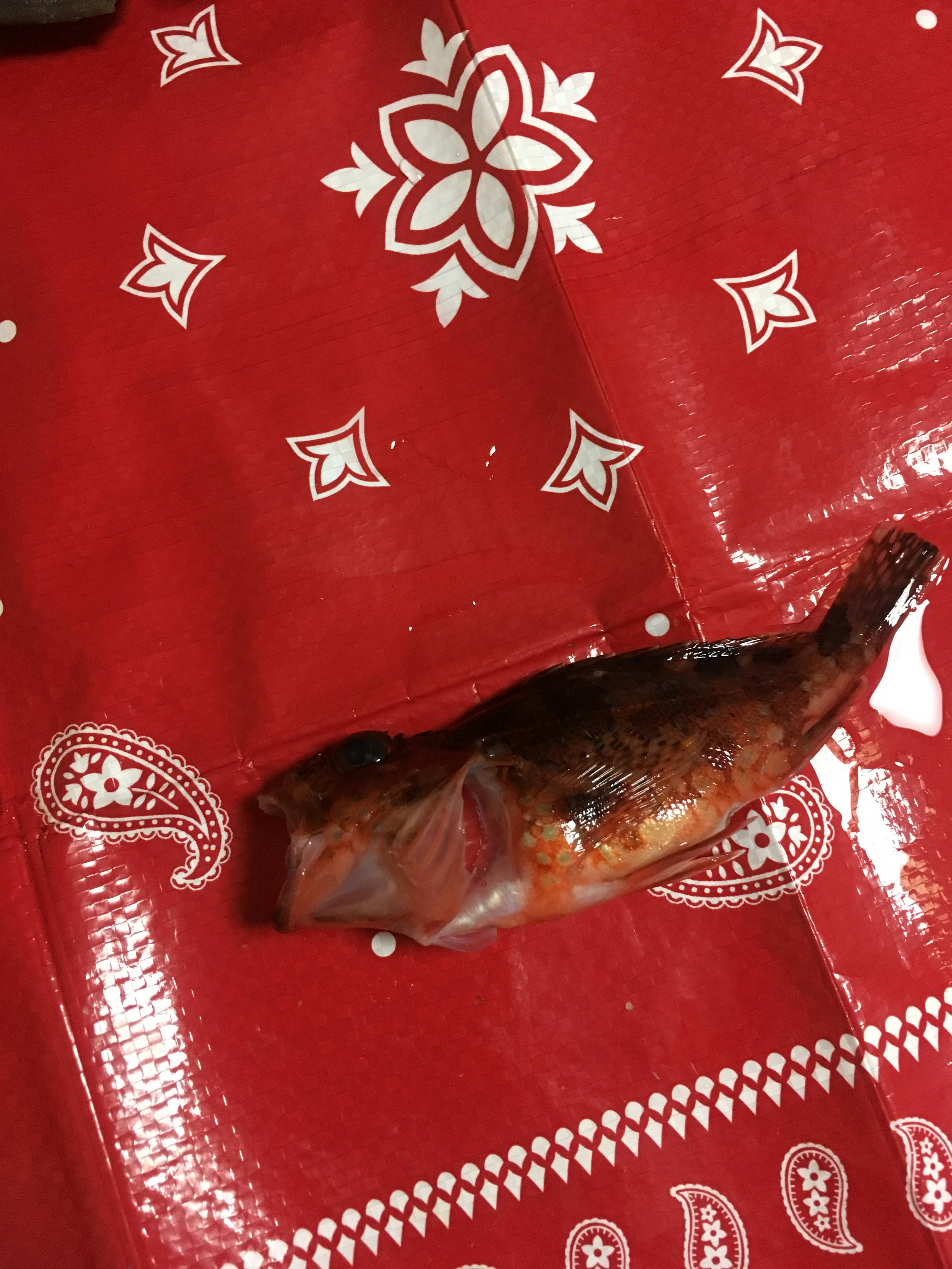 Grilled fish placed on a red bandana