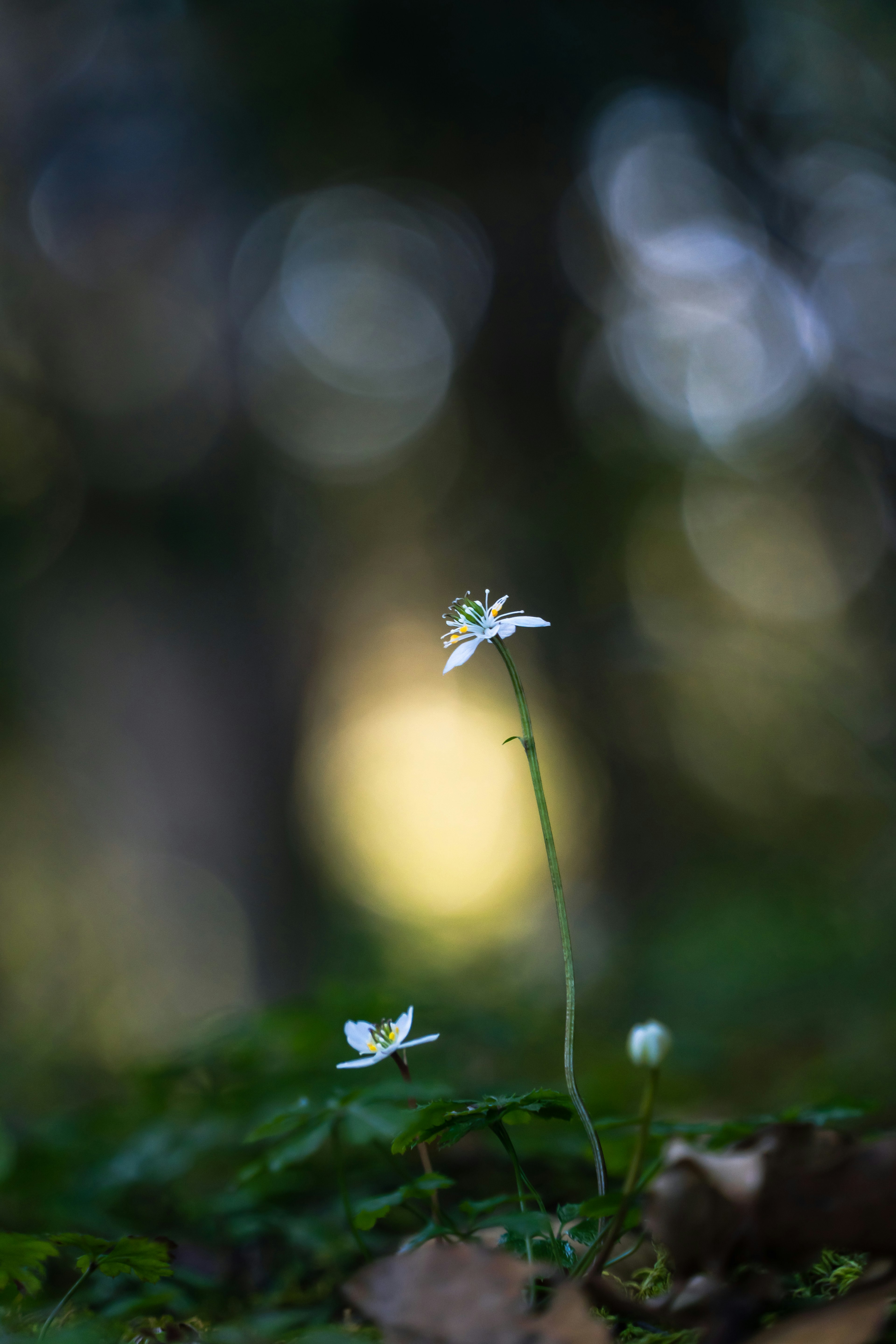 淡い緑の背景に白い小花が立つ風景