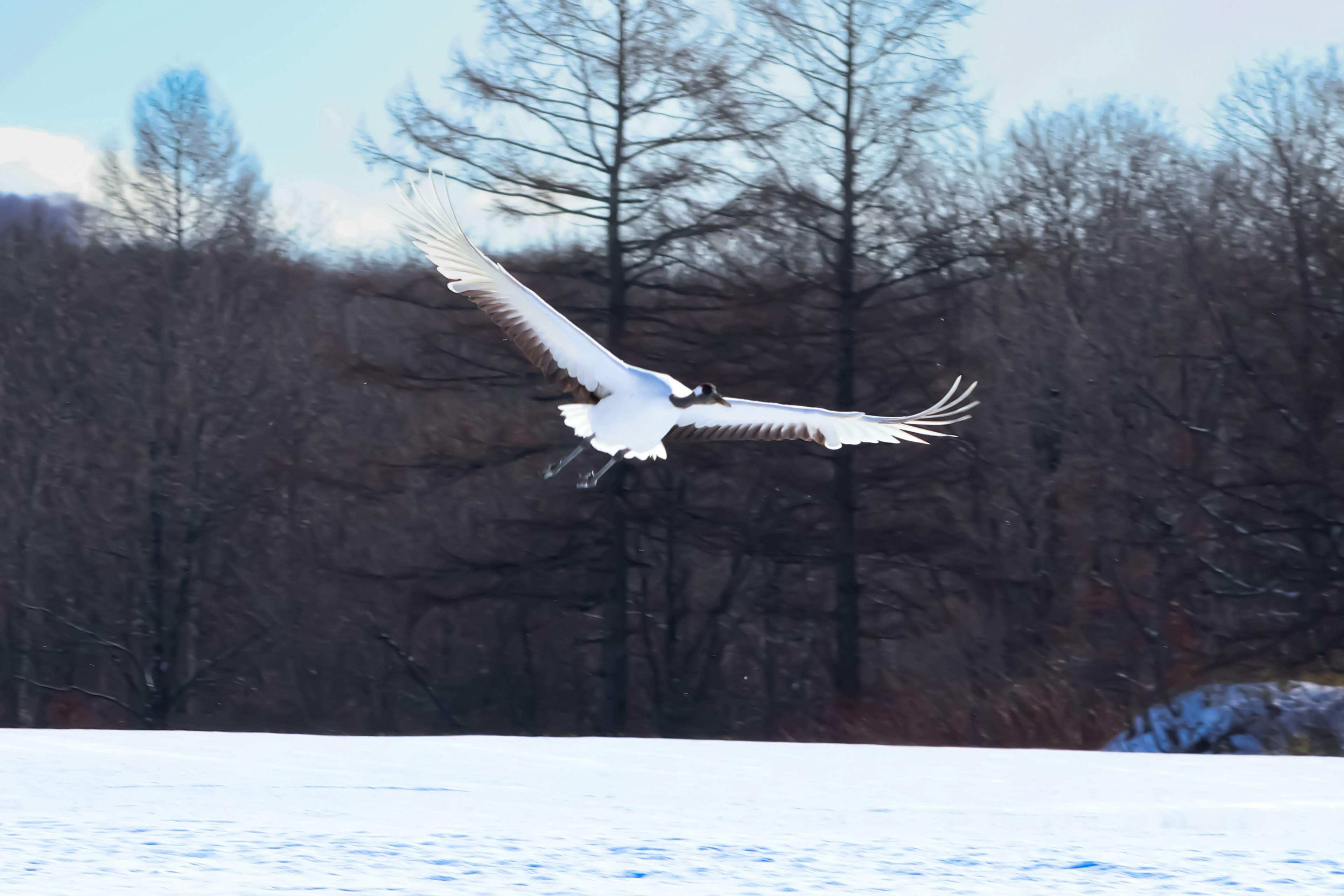 Un hermoso pájaro blanco volando sobre un paisaje nevado