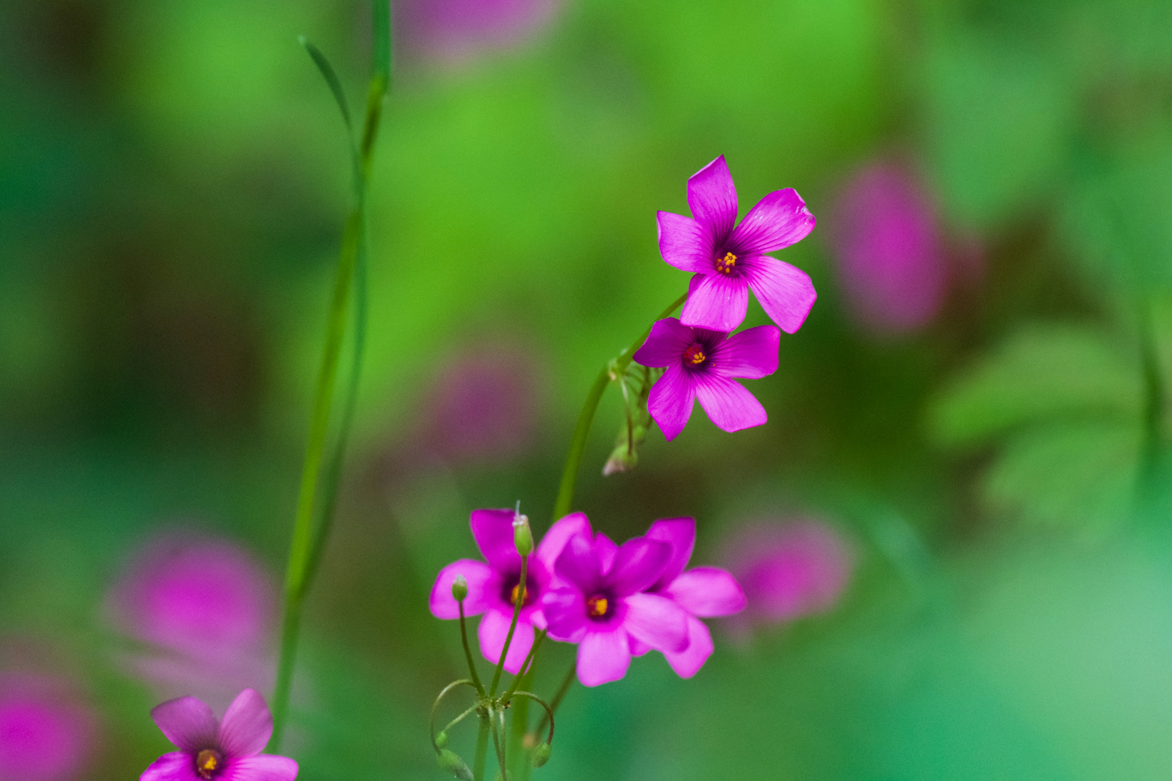 Vibrant pink flowers against a green background