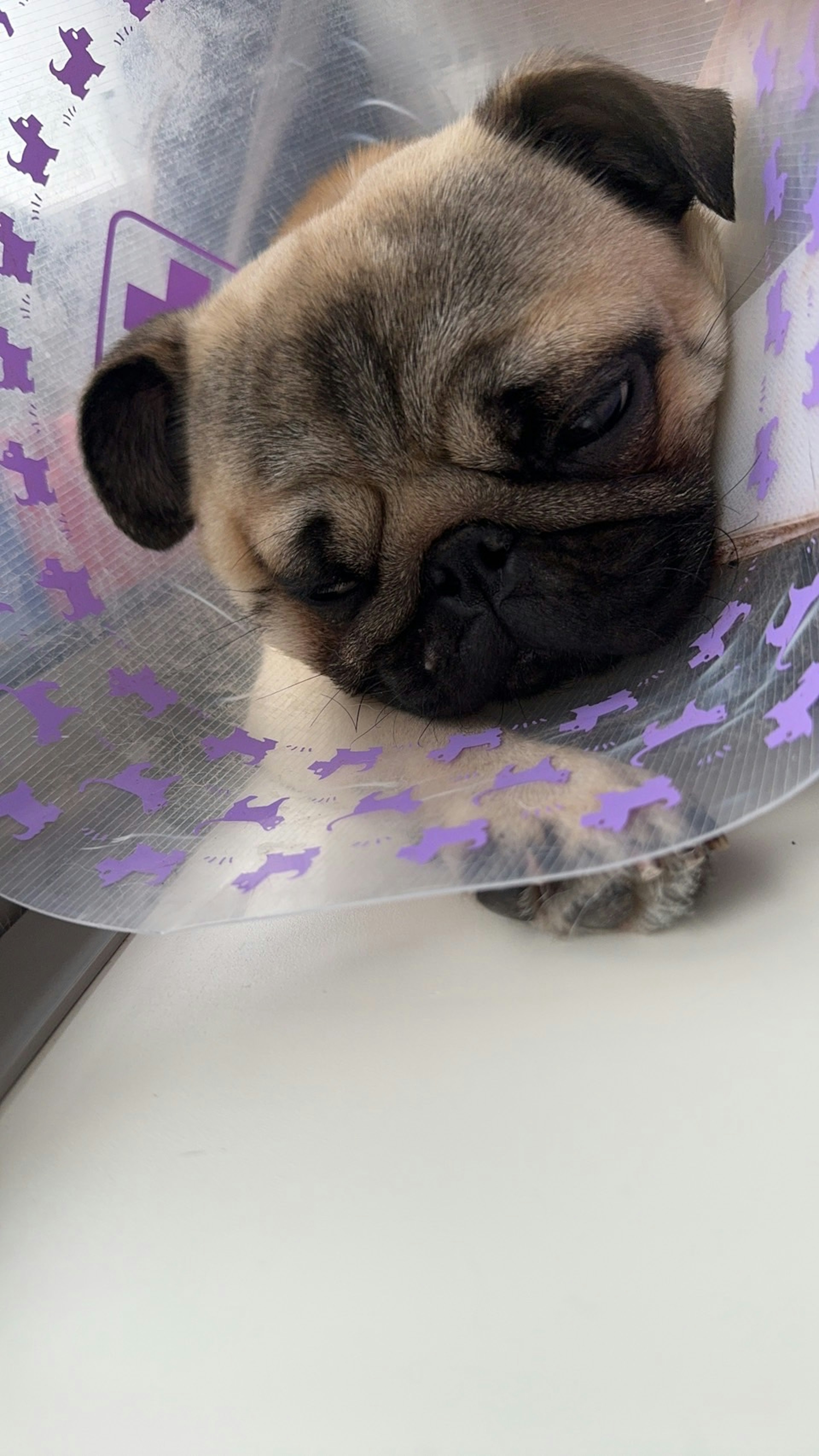 Un cachorro de pug dormido con un collar isabelino