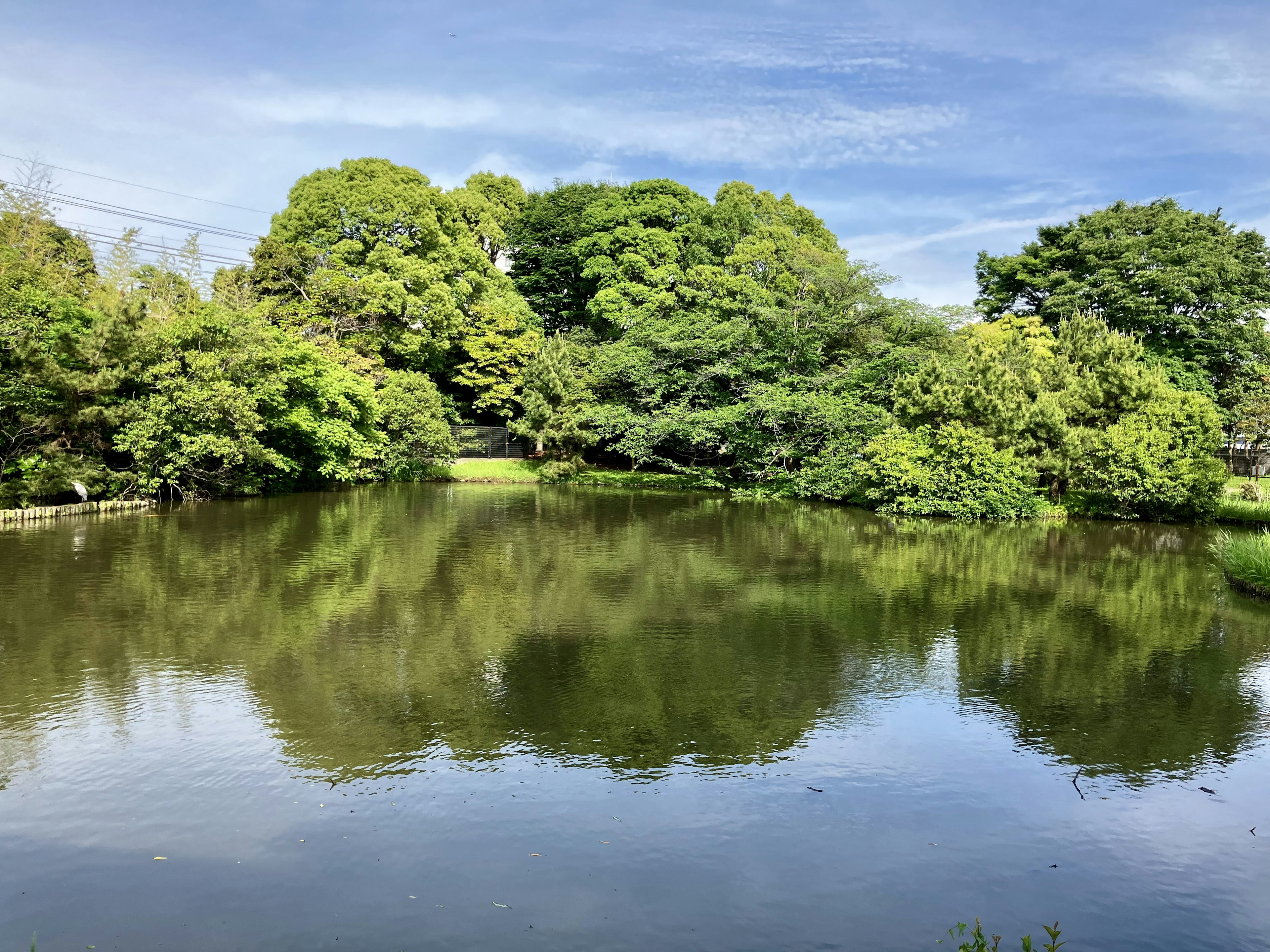 Calm pond surrounded by lush green trees