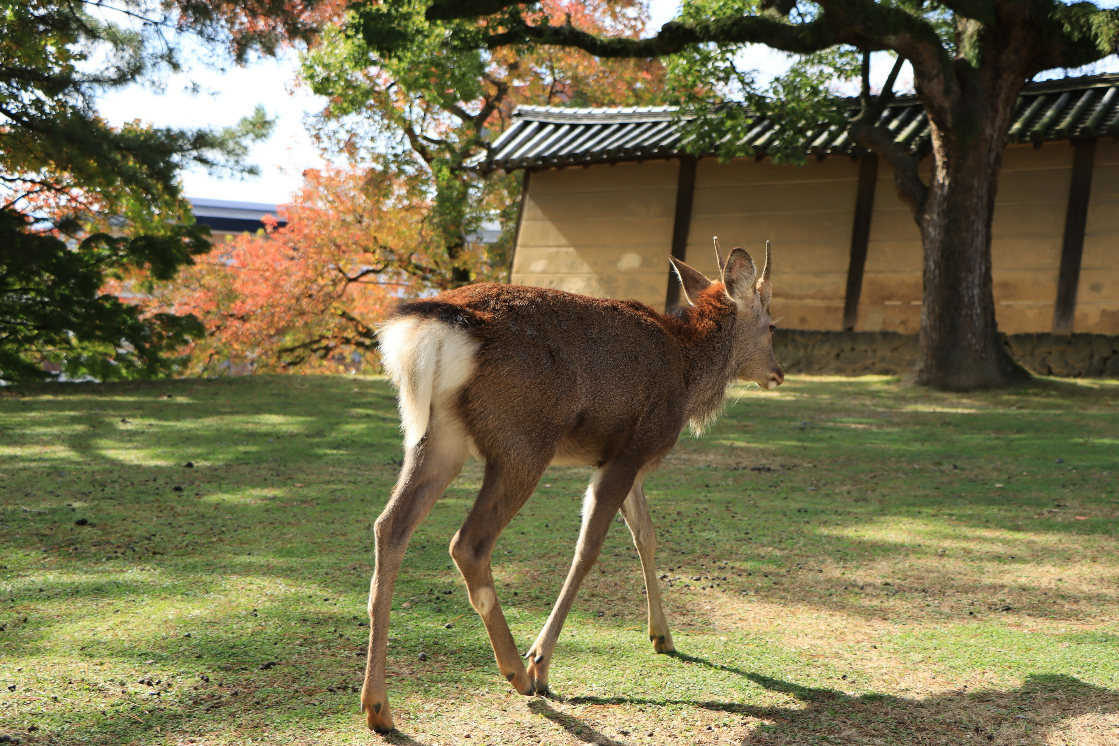 A deer walking in a garden with autumn trees and a traditional building in the background