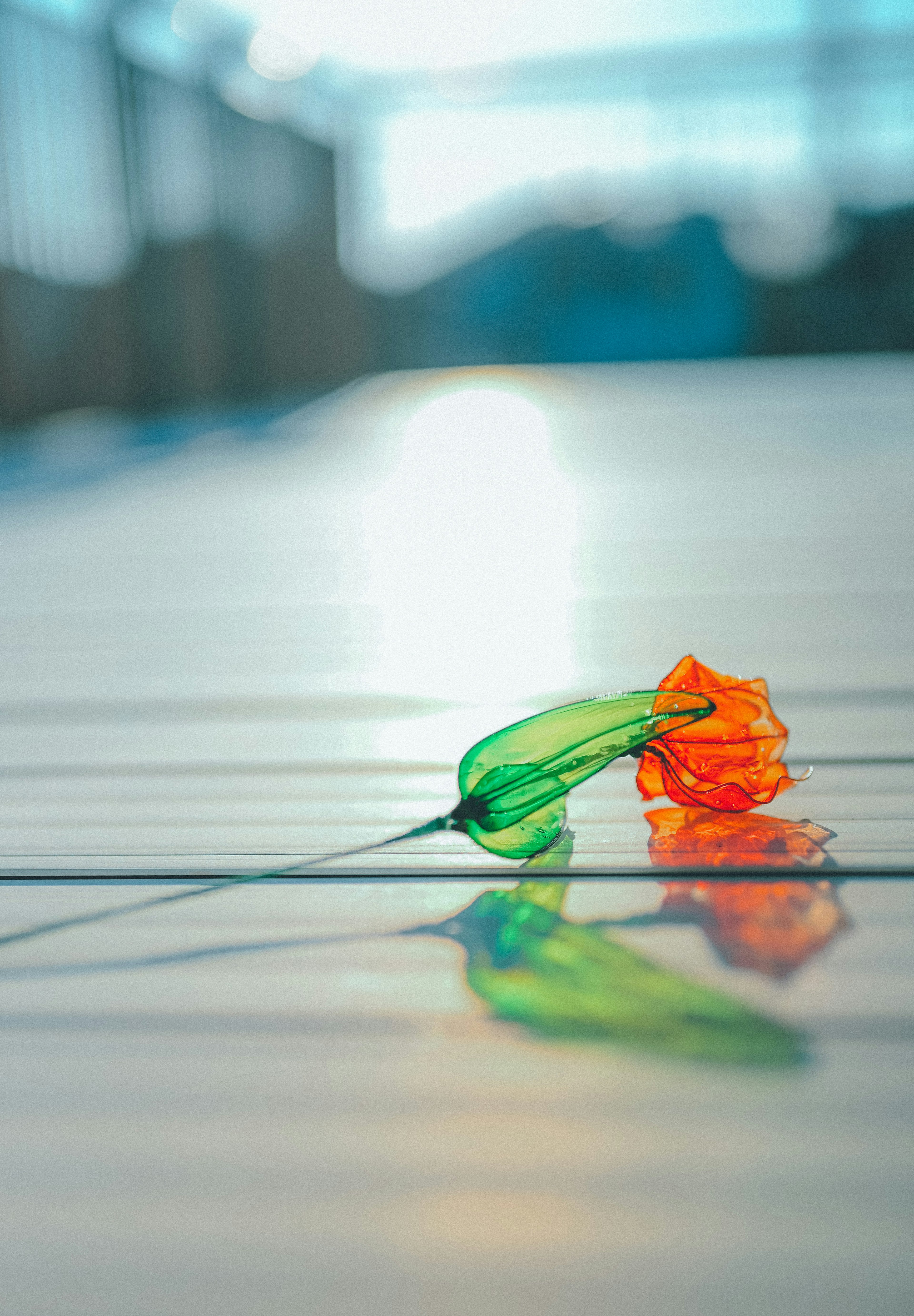 Beautiful image of an orange flower with a green stem reflecting on a surface