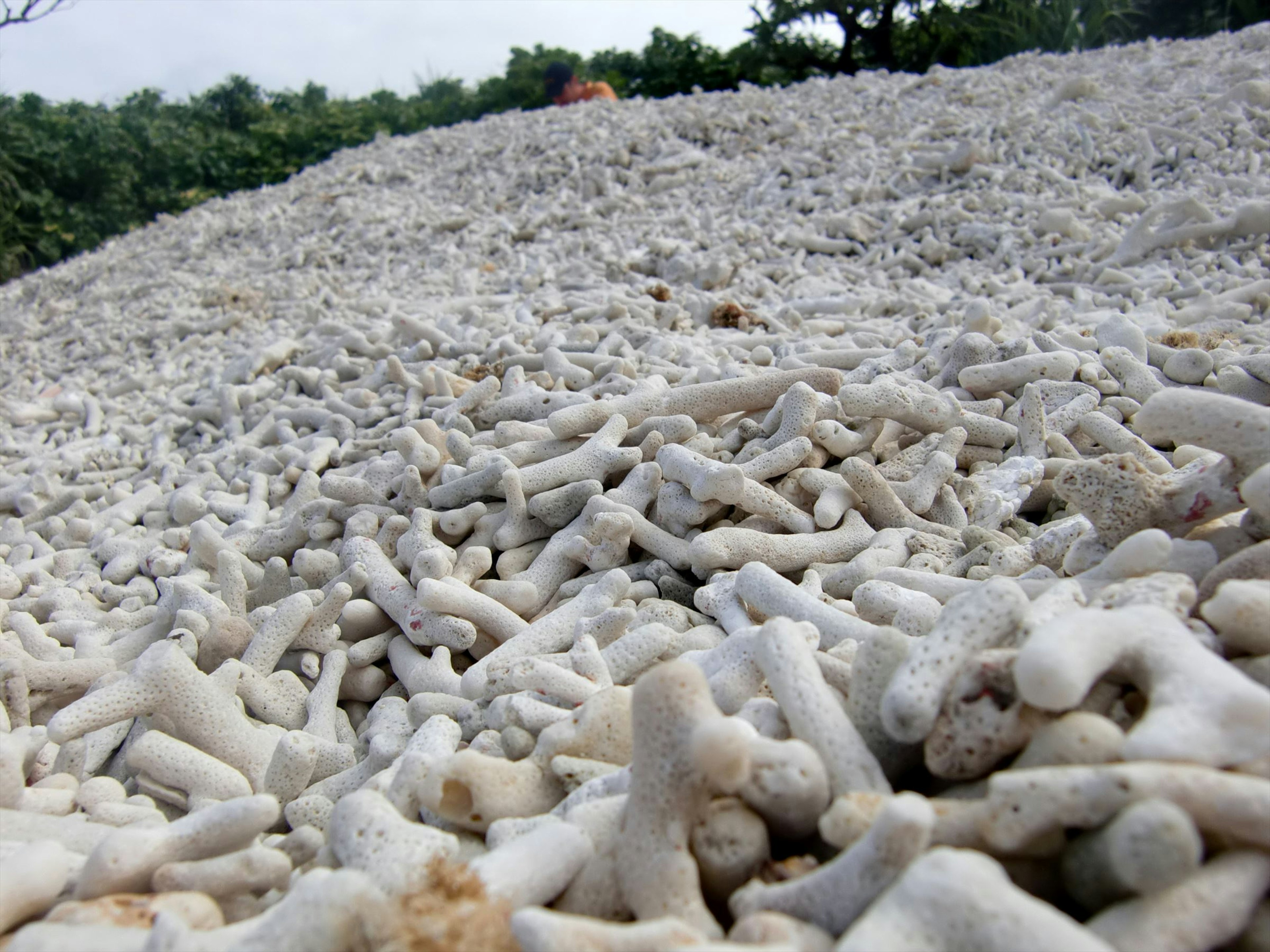 Un paisaje de depósitos de coral blanco