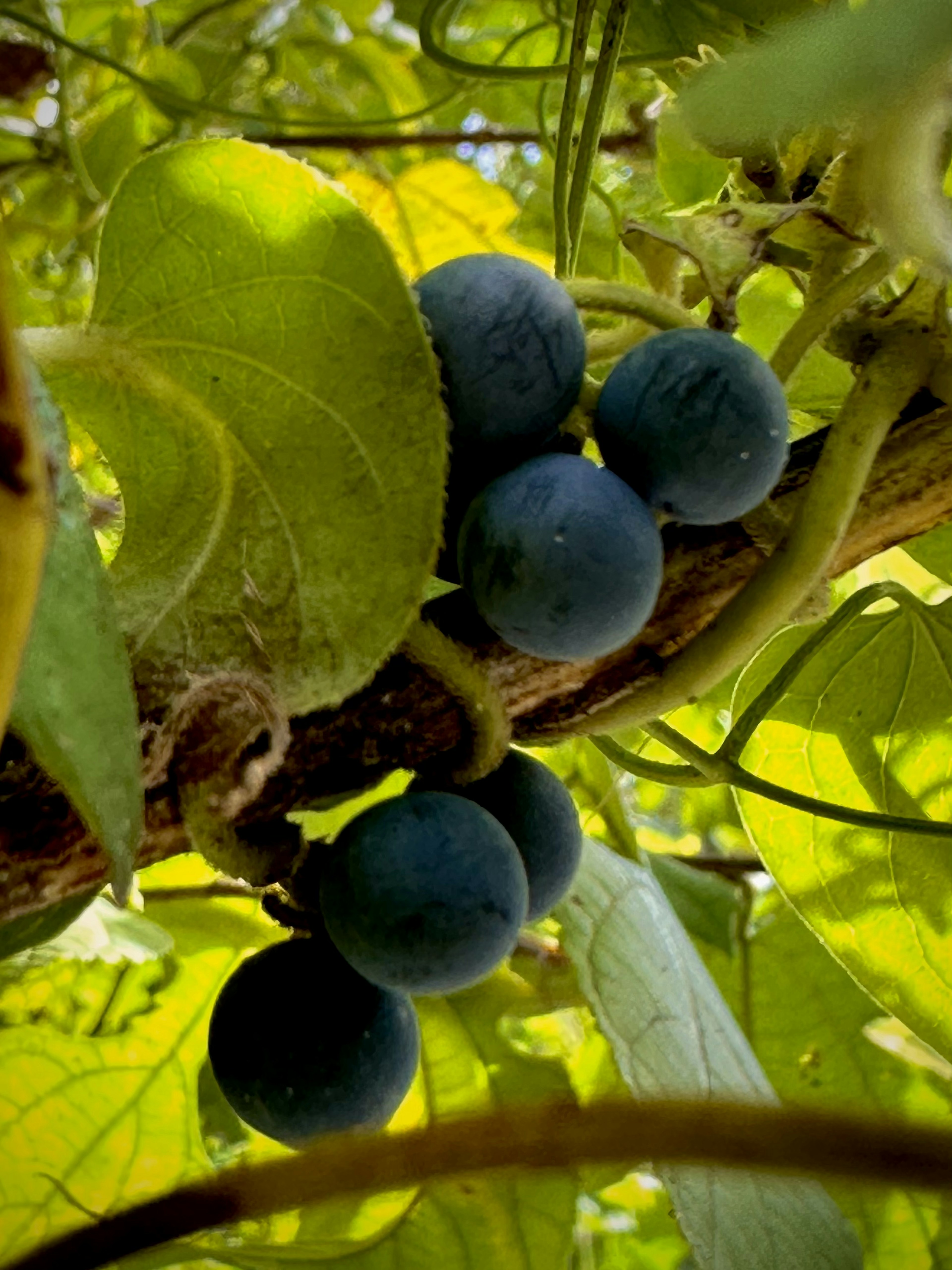 Kumpulan buah biru di antara daun hijau