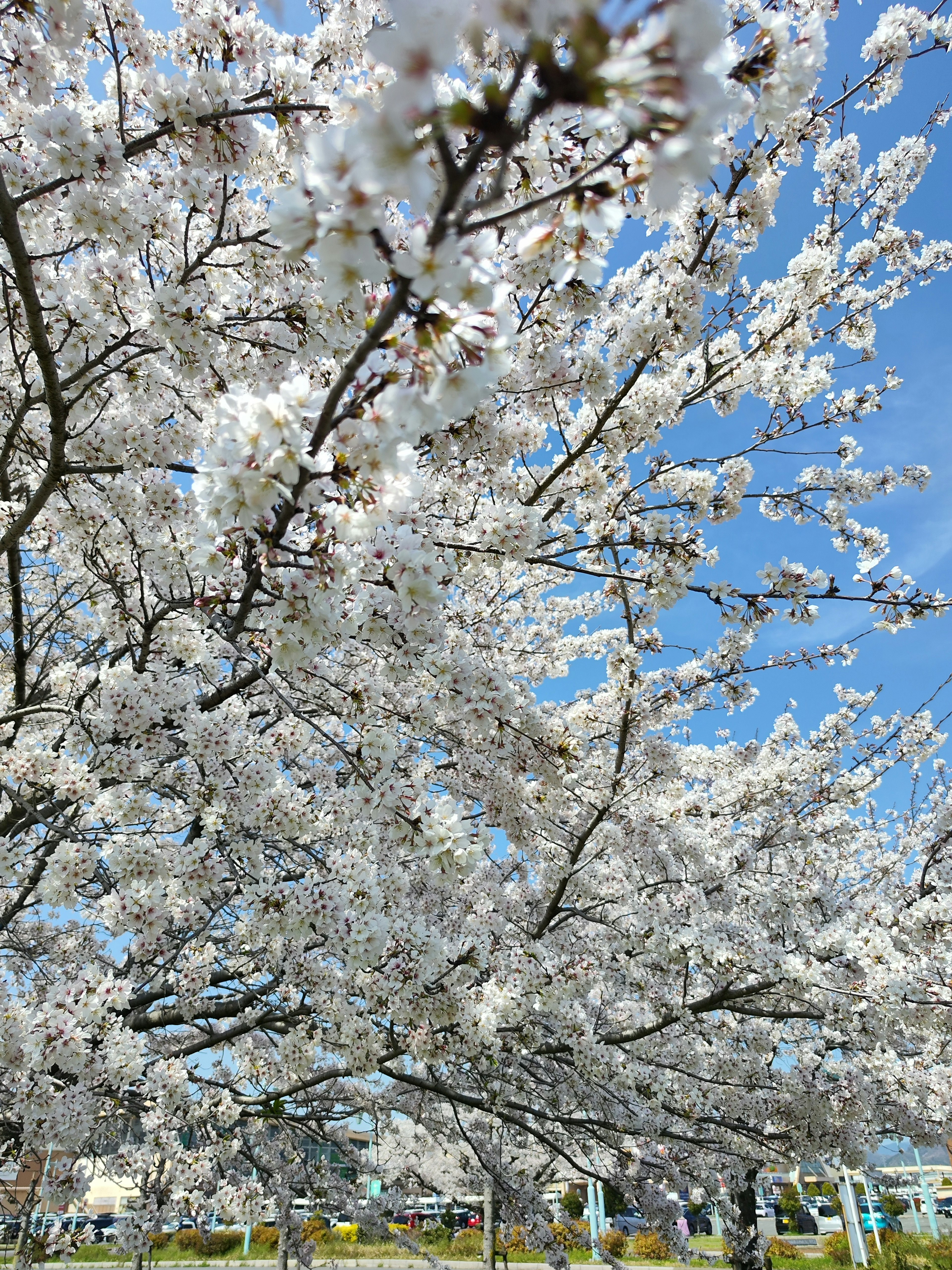 Cabang pohon sakura yang dipenuhi bunga putih di bawah langit biru