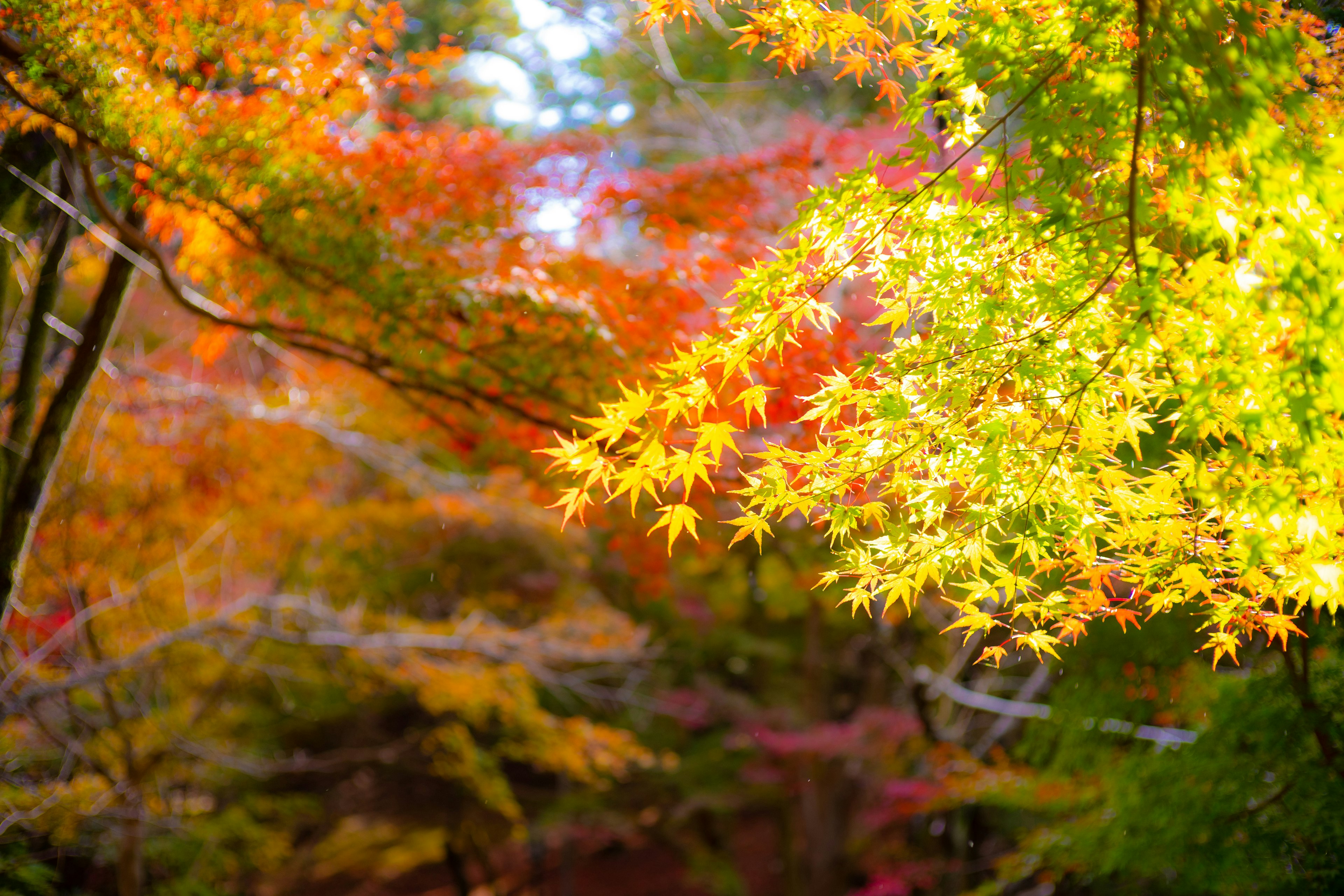 Vibrant autumn foliage with colorful leaves illuminated by sunlight