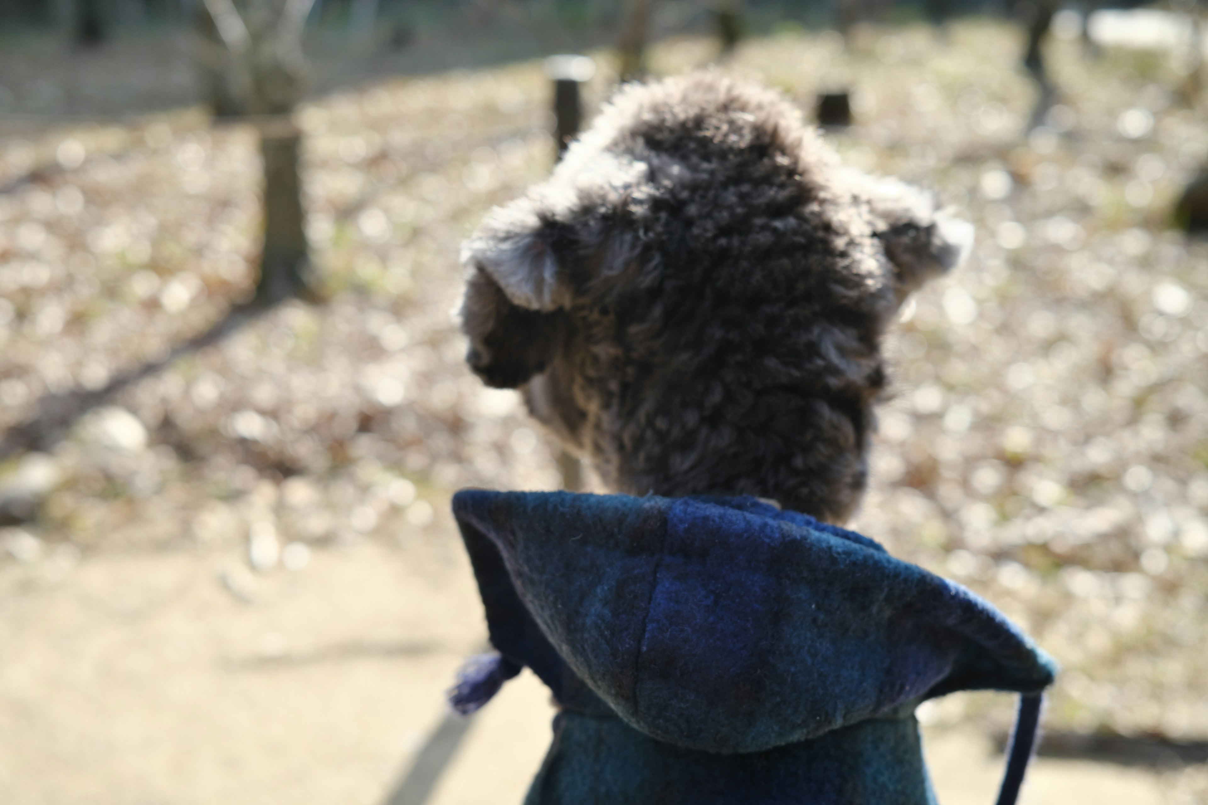 Un koala con un traje con capucha azul visto desde atrás