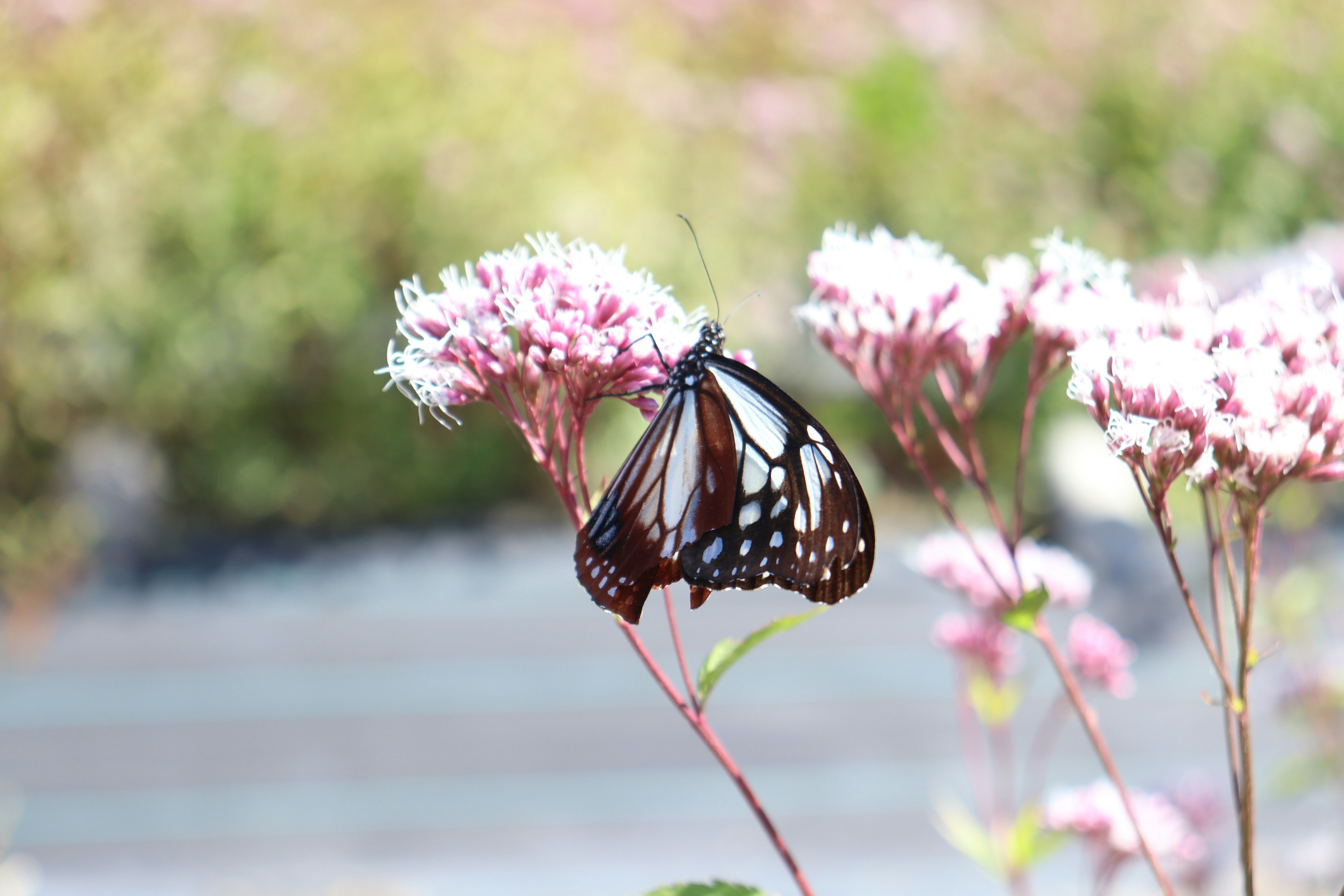 Ein Schmetterling sitzt auf rosa Blumen in einer lebhaften Gartenlandschaft