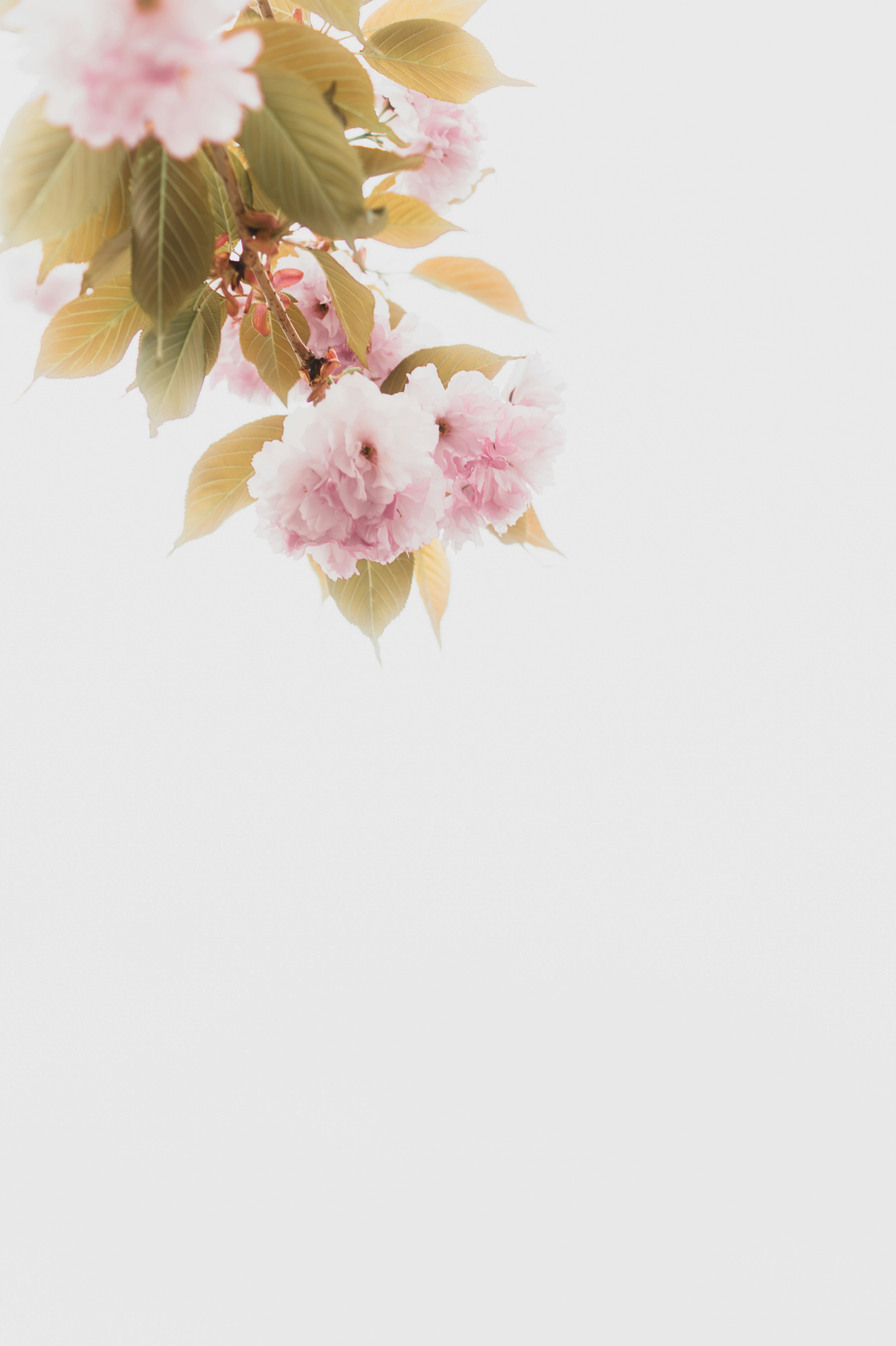 Cherry blossoms and leaves against a soft background