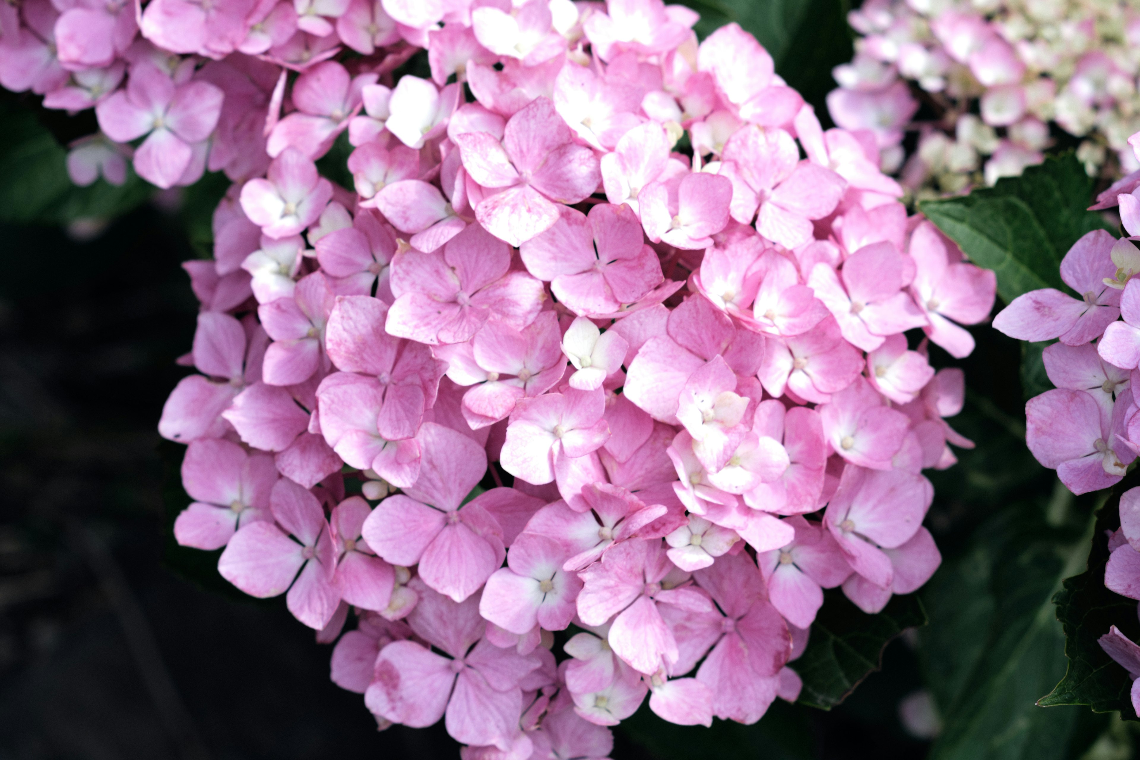 淡いピンク色の紫陽花の花のクローズアップ