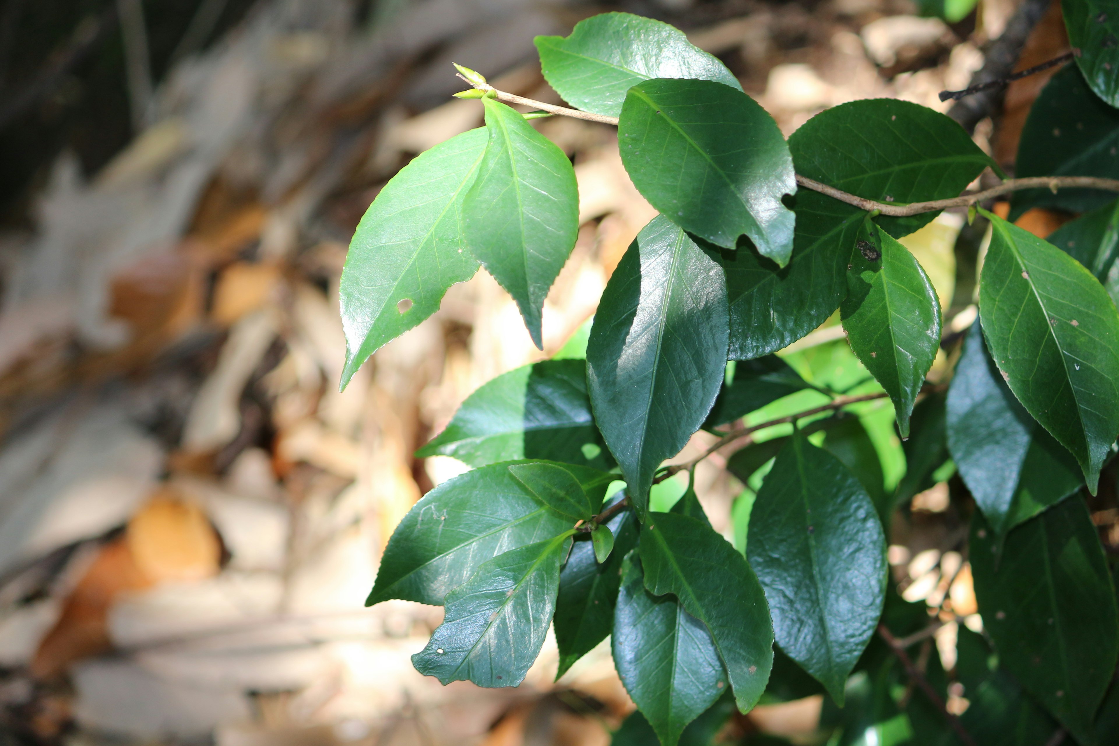 Green leaves illuminated by sunlight