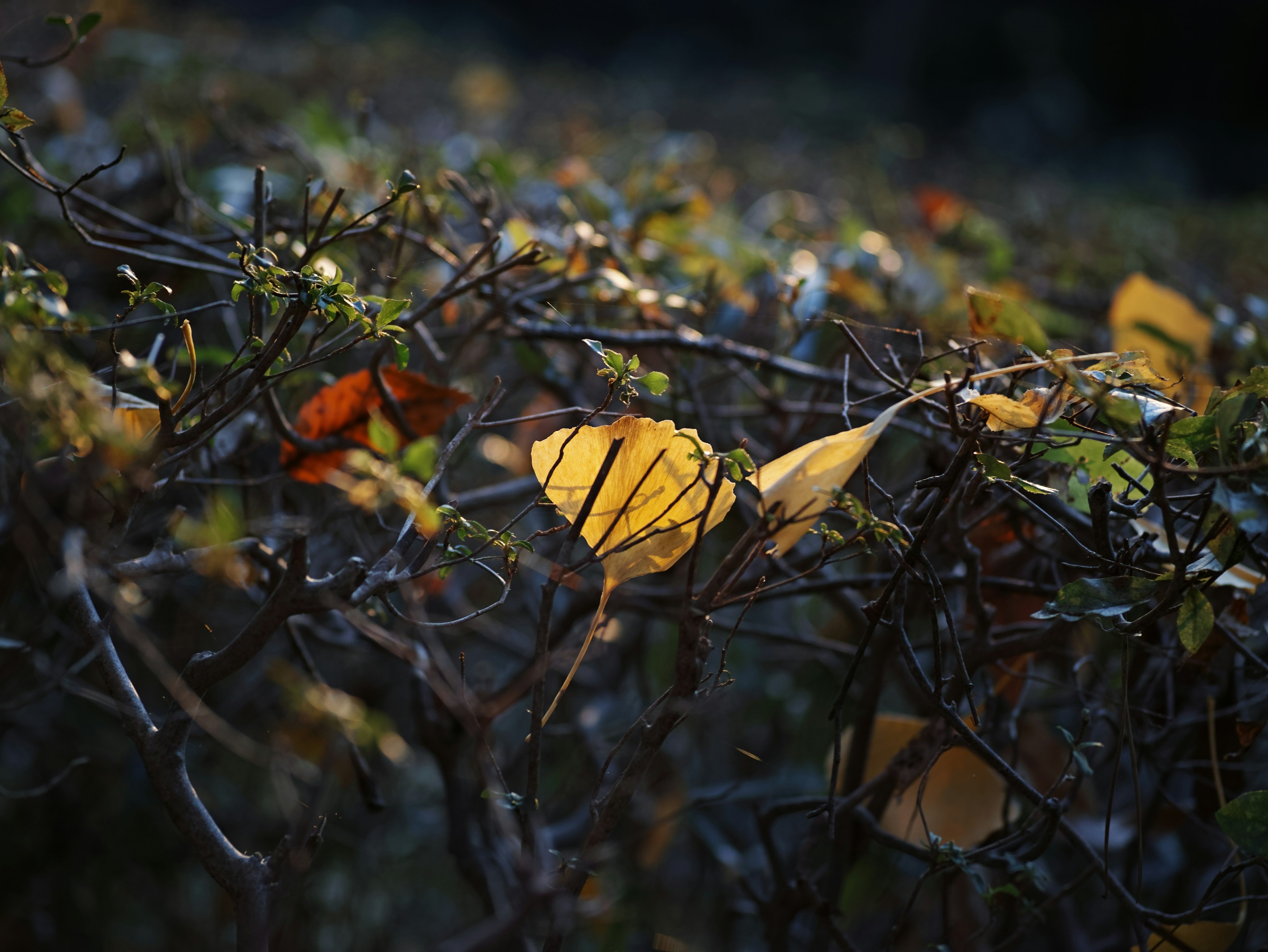 Close-up of intertwined branches with autumn leaves