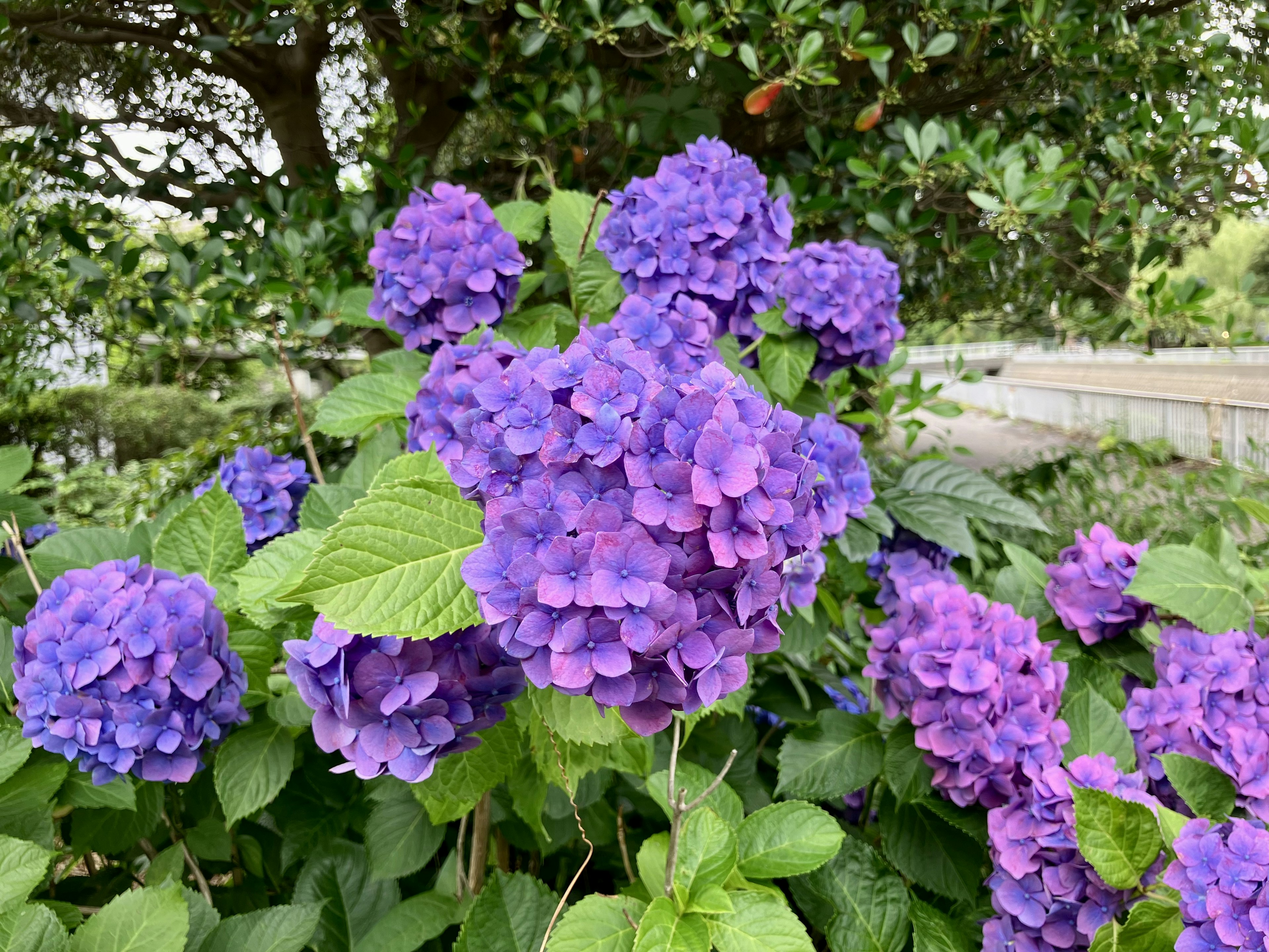 Fioriture di ortensie viola in un giardino