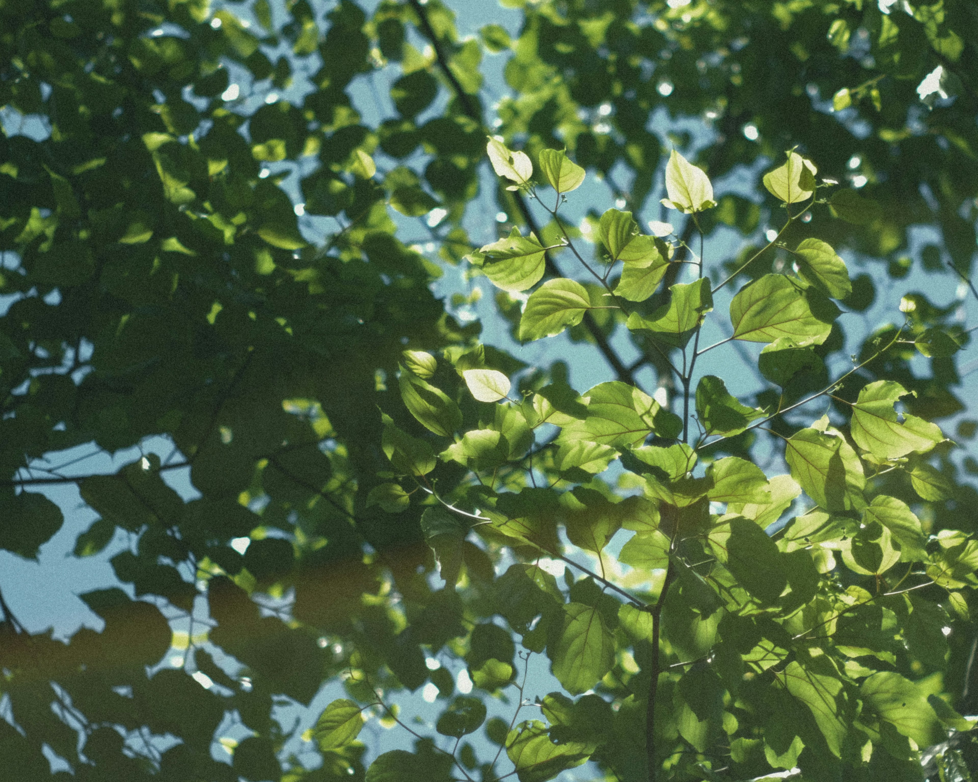 Close-up of green leaves against a blue sky with light filtering through