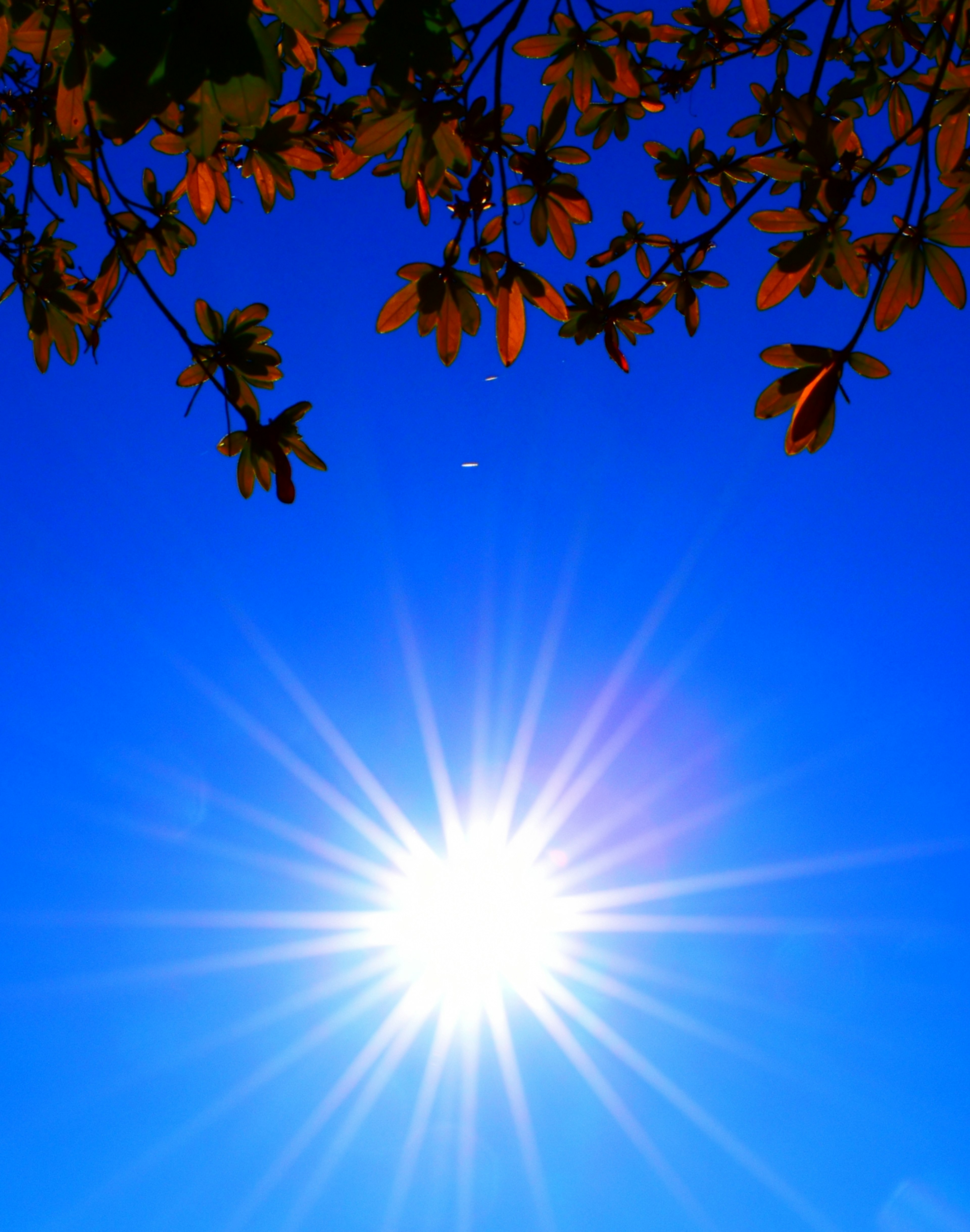 Bright sun shining in a blue sky with leaf silhouettes