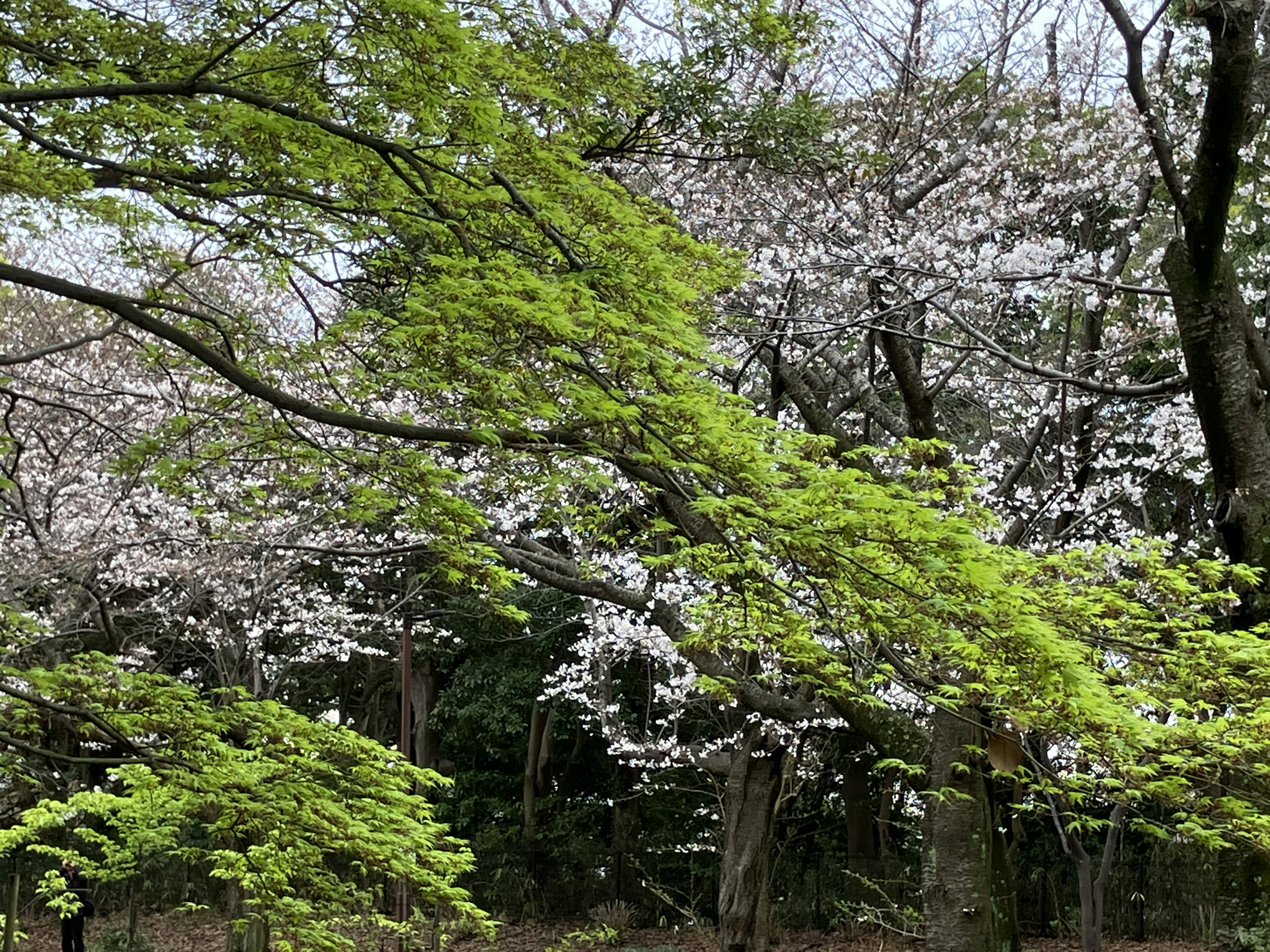 Paisaje de árboles con hojas verdes y flores de cerezo en flor