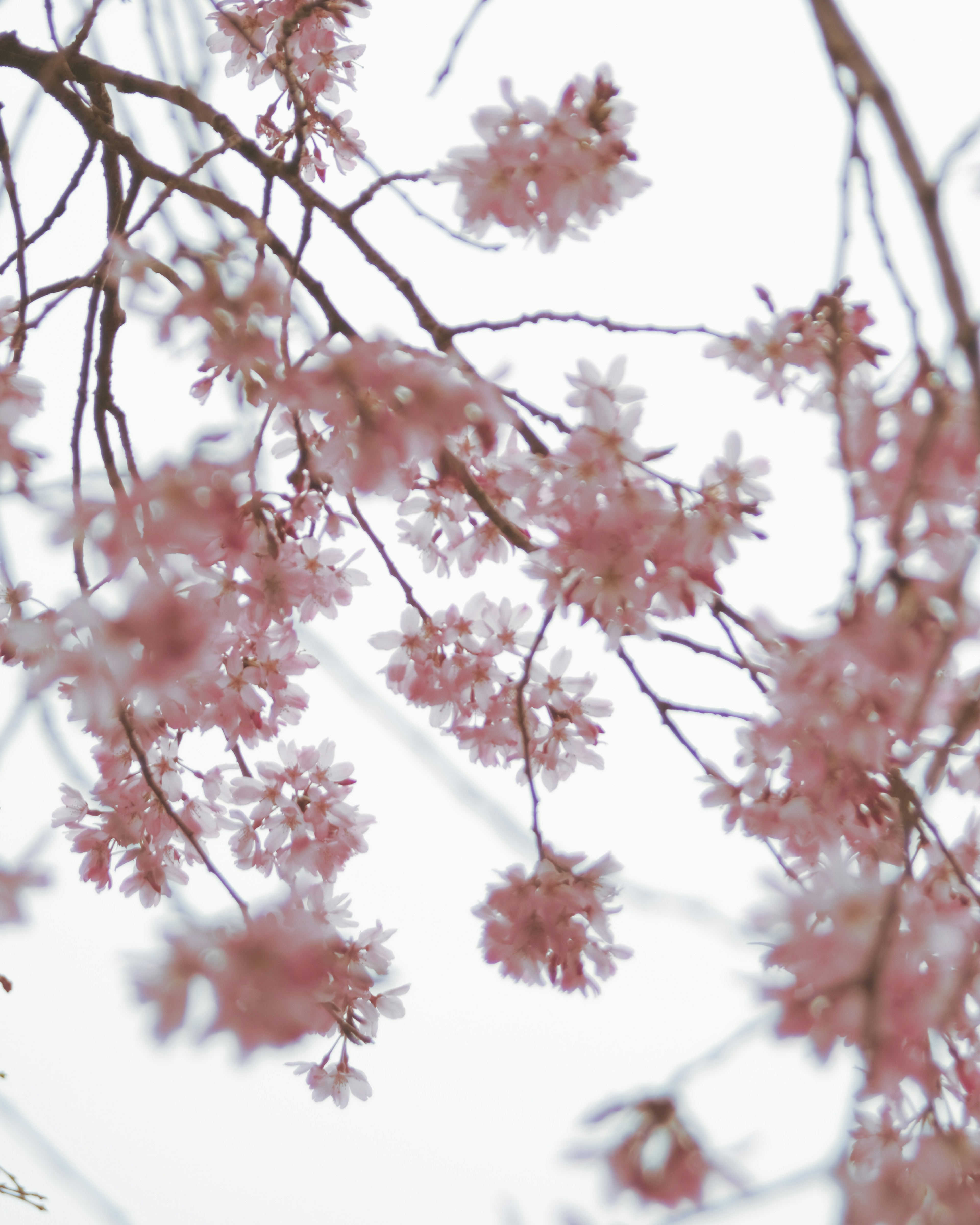 Close-up of cherry blossom branches in bloom