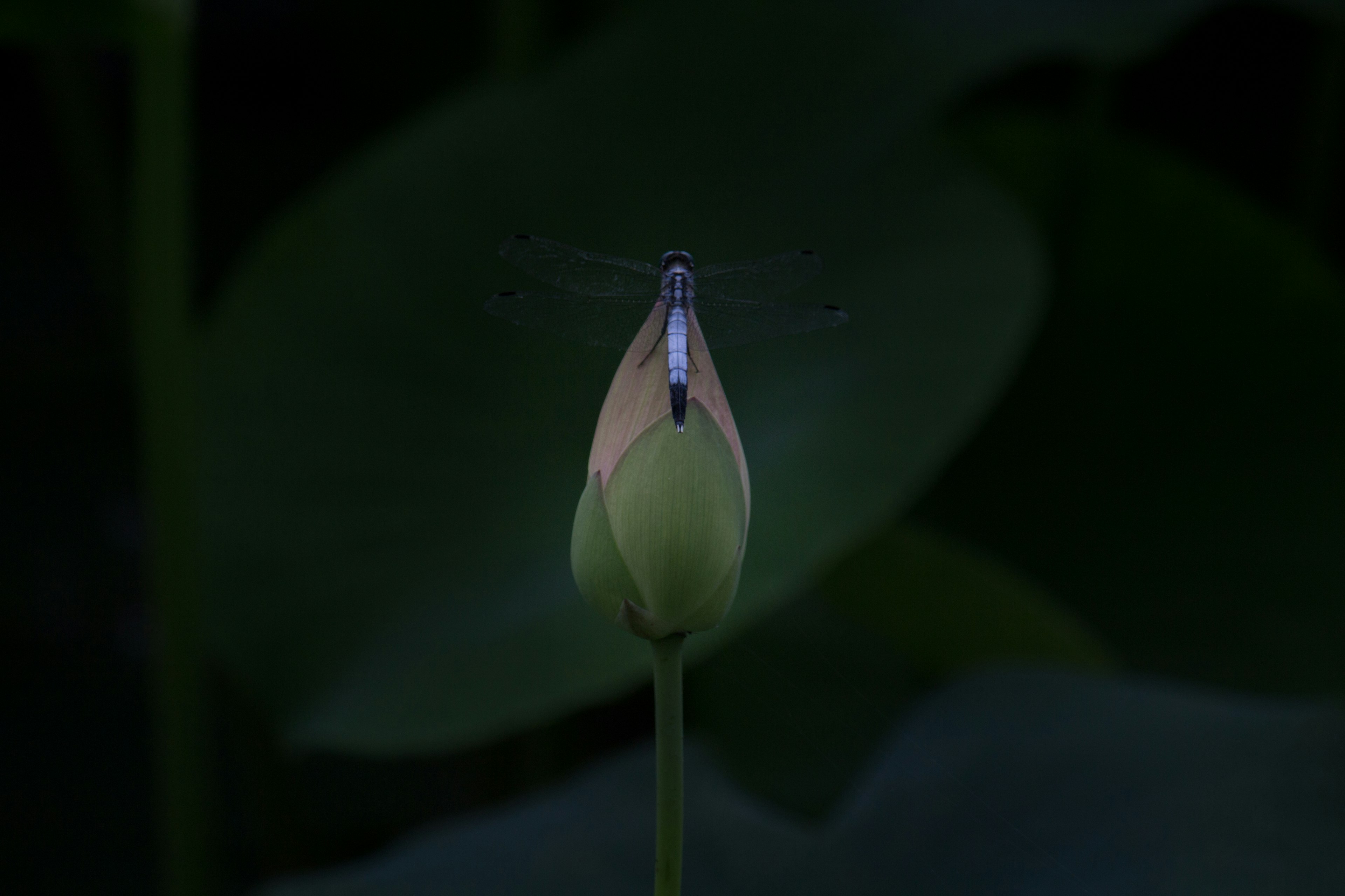 暗い背景に浮かぶ蓮の蕾とその上を飛ぶ昆虫