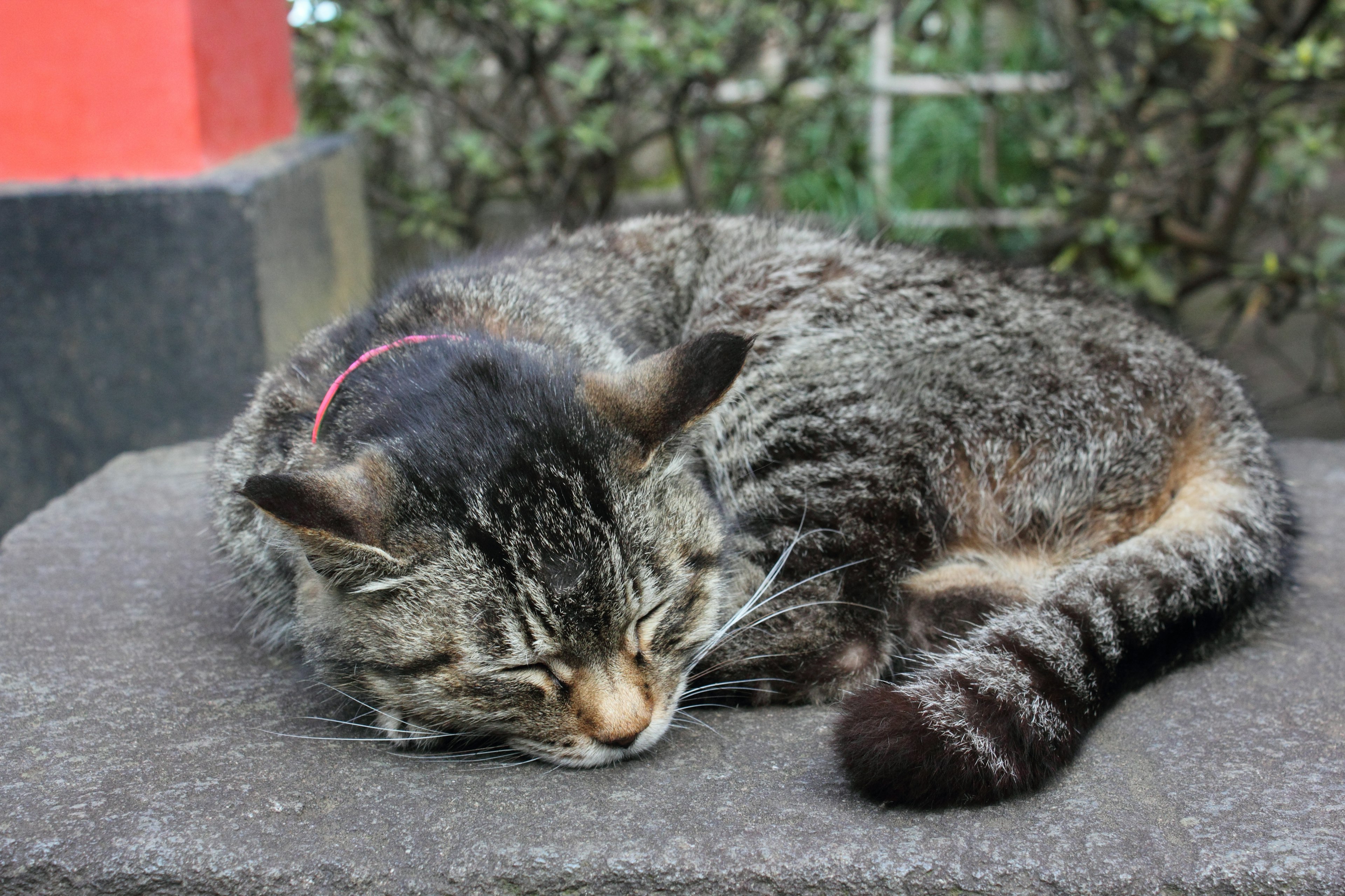 Eine zusammengerollte Katze schläft auf einer Steinoberfläche mit grau-schwarz gestreiftem Fell und einem roten Halsband