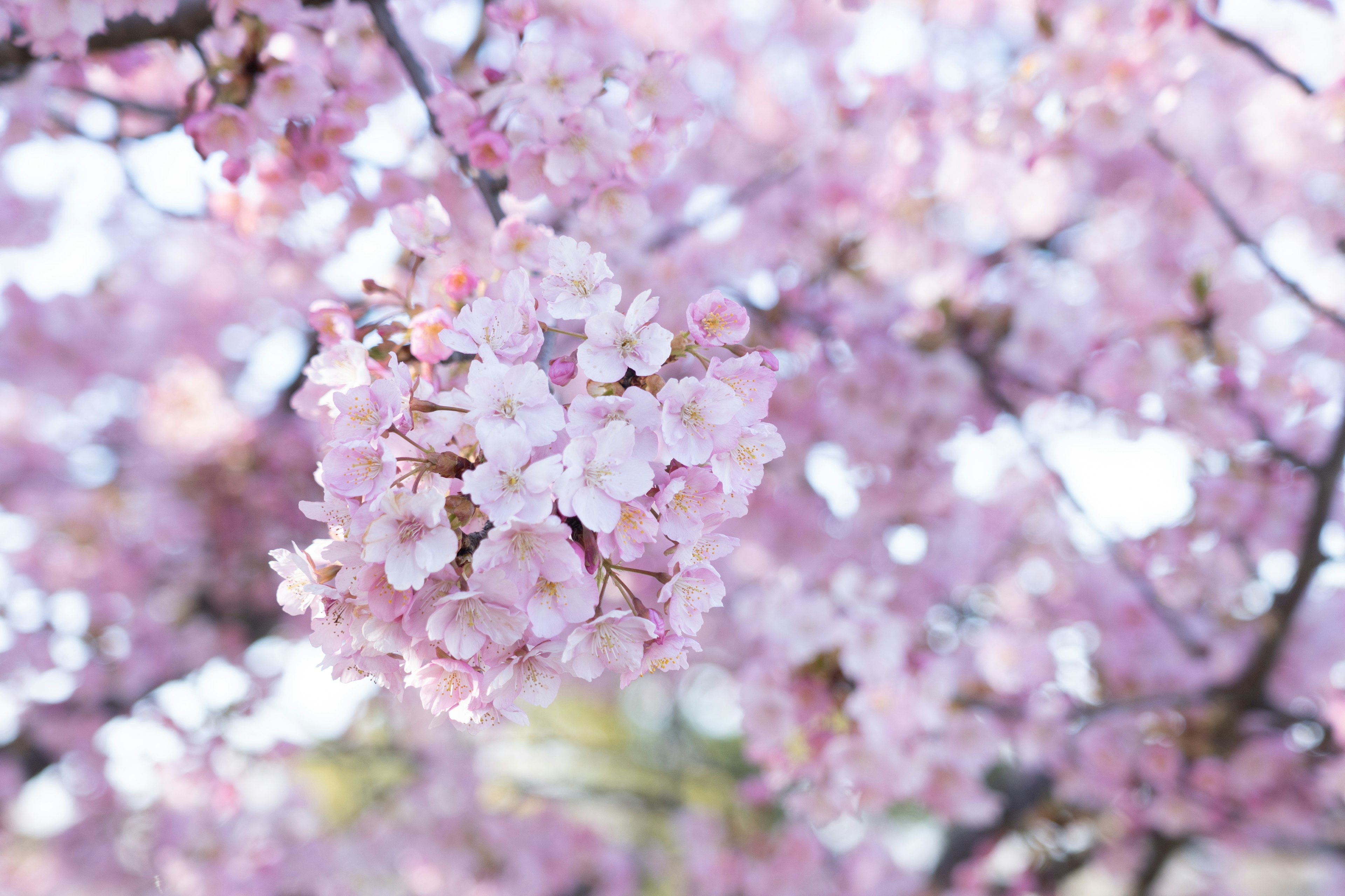 Beautiful scene of blooming cherry blossoms