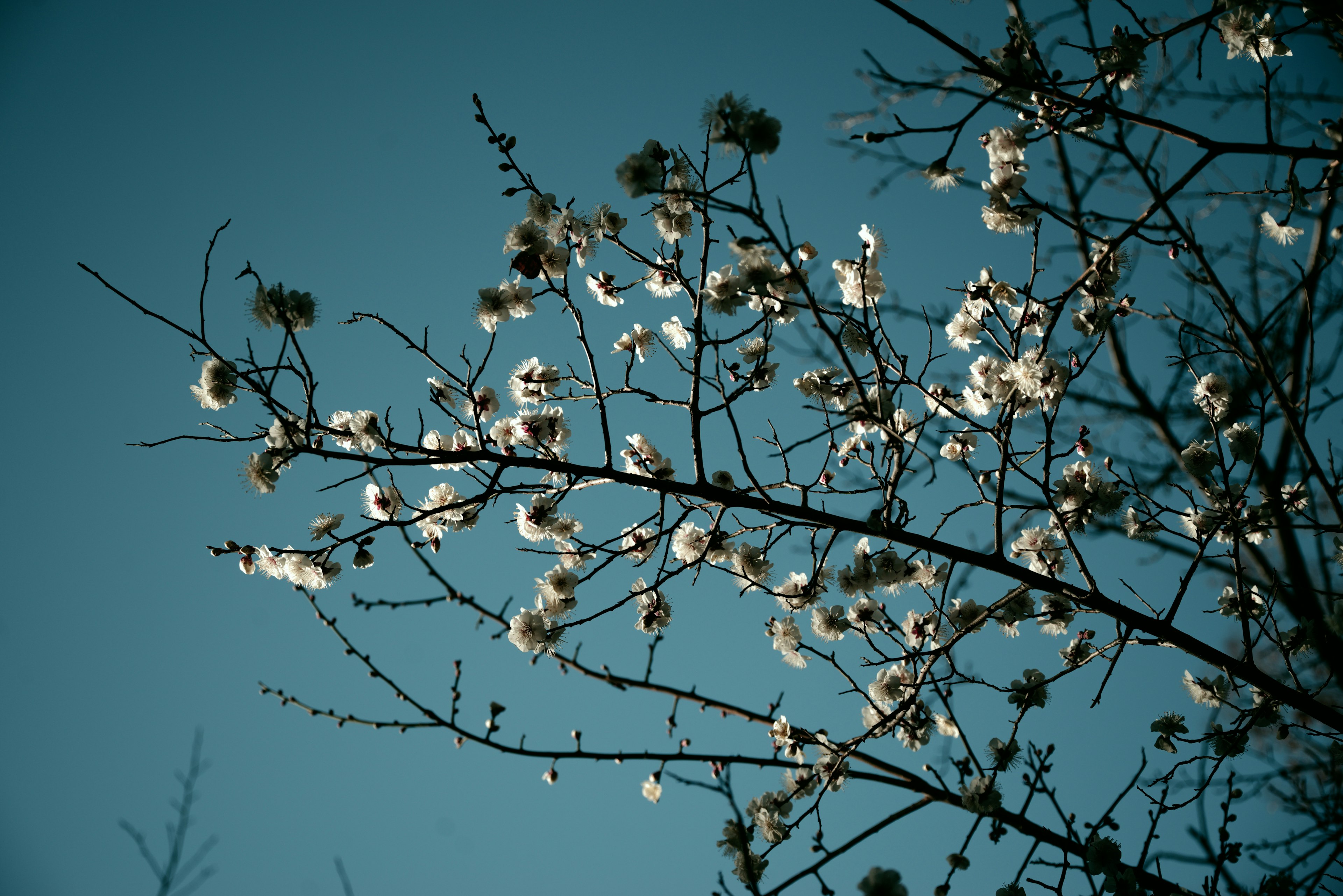 青空を背景にした花が咲く木の枝