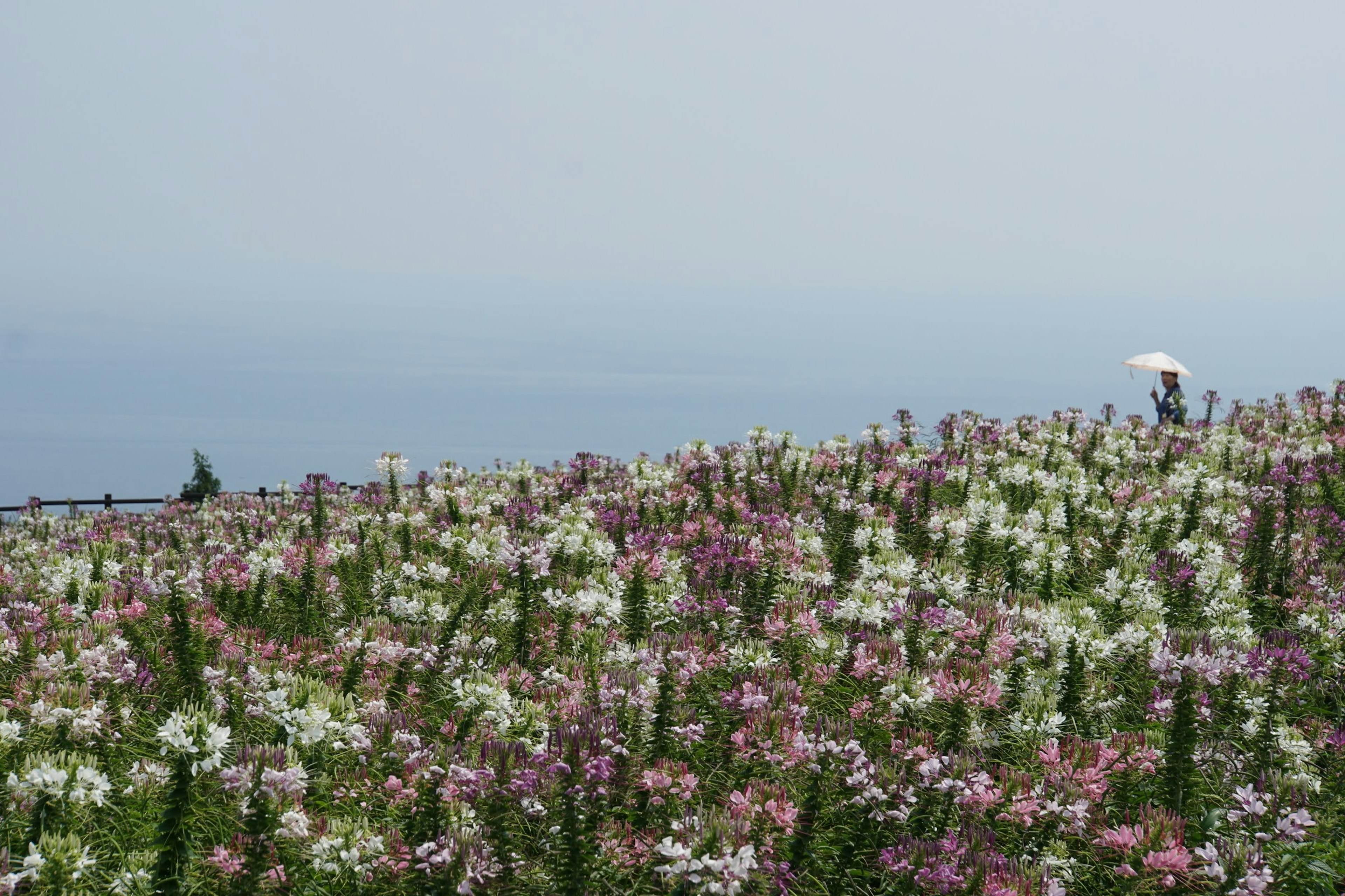 Un paysage de colline couvert de fleurs colorées et une vue lointaine de l'océan