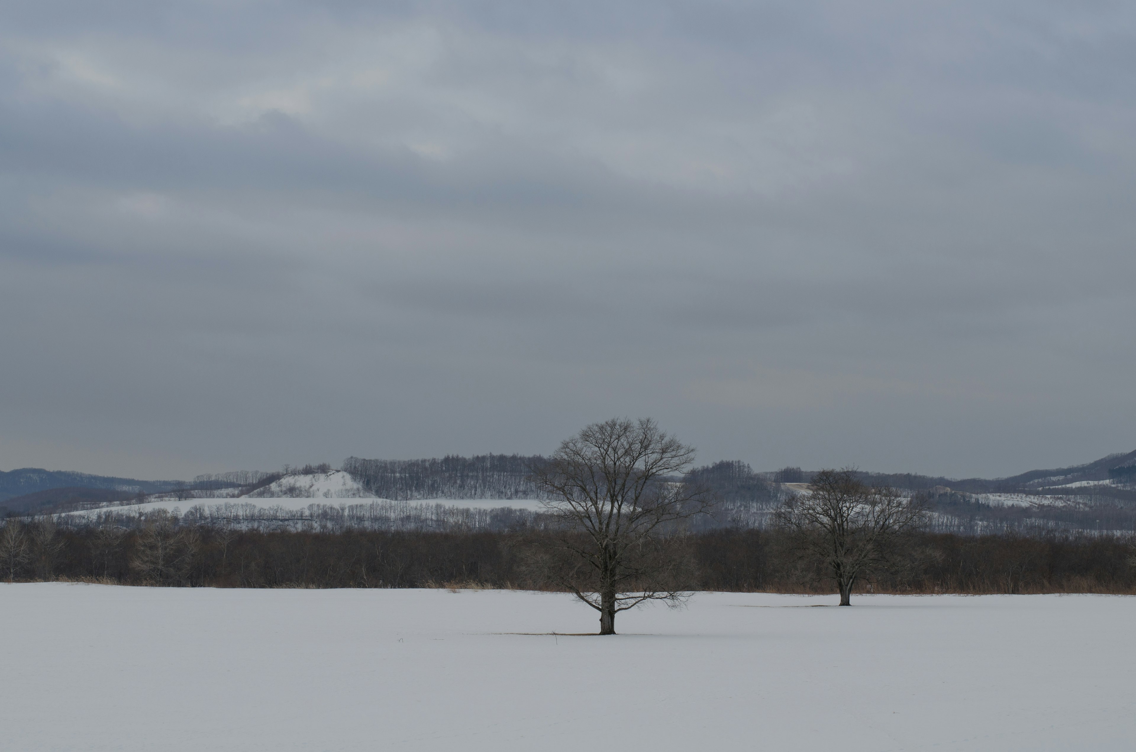 A solitary tree in a snowy landscape with distant mountains