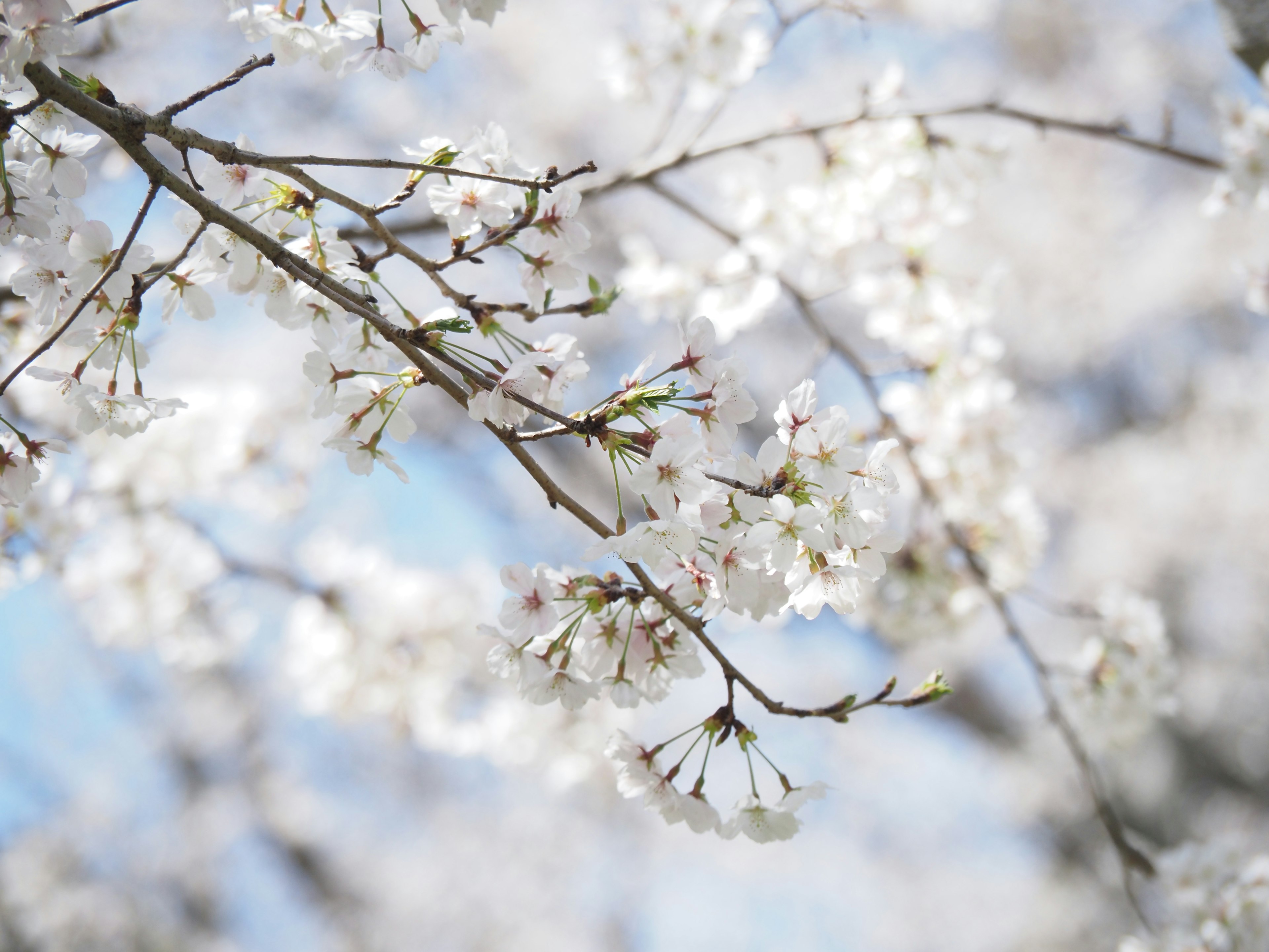 Close-up cabang bunga sakura dengan bunga putih di latar belakang langit biru cerah