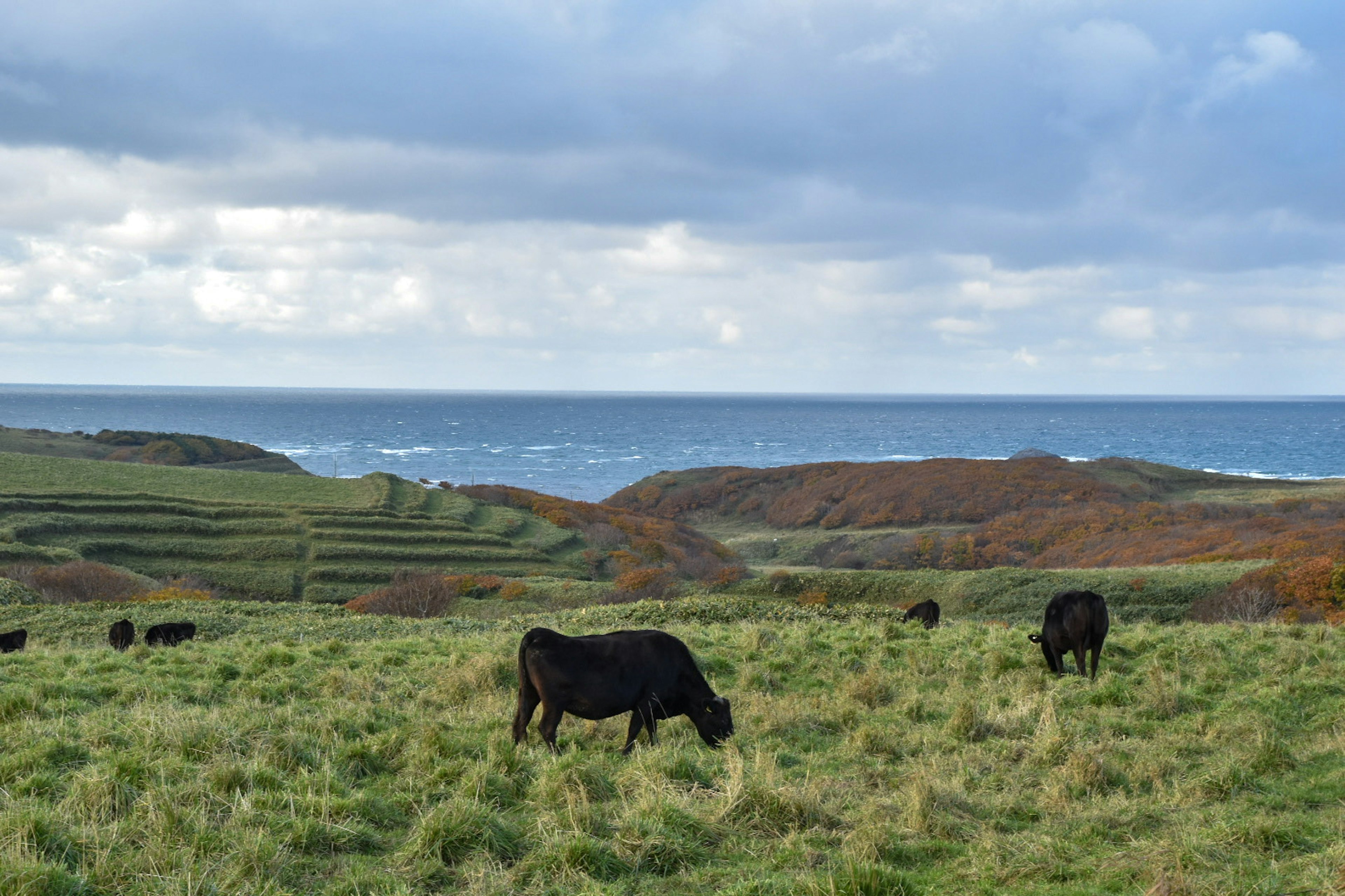 Landscape of black cows grazing near the sea