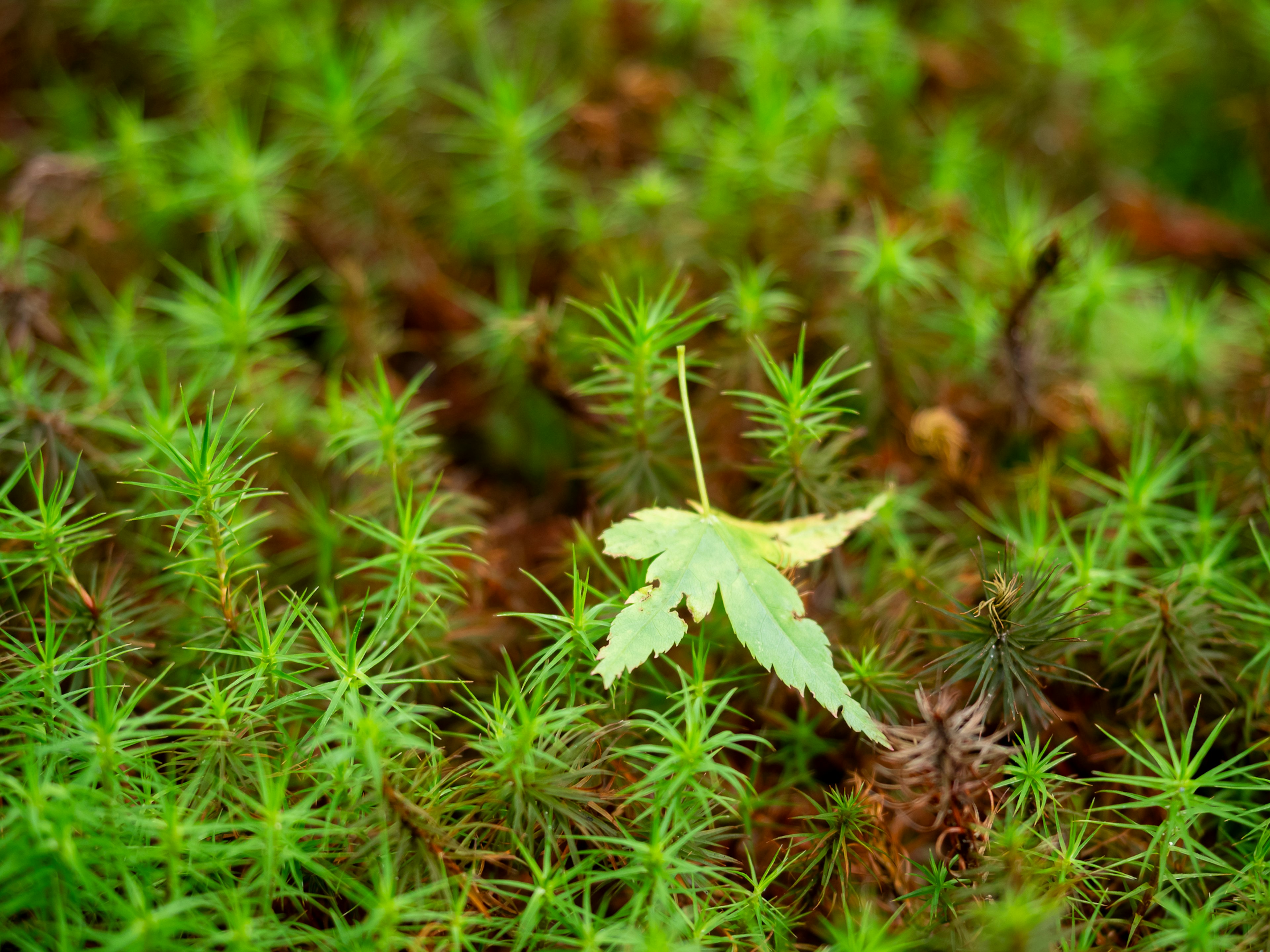 A single maple leaf resting on vibrant green moss