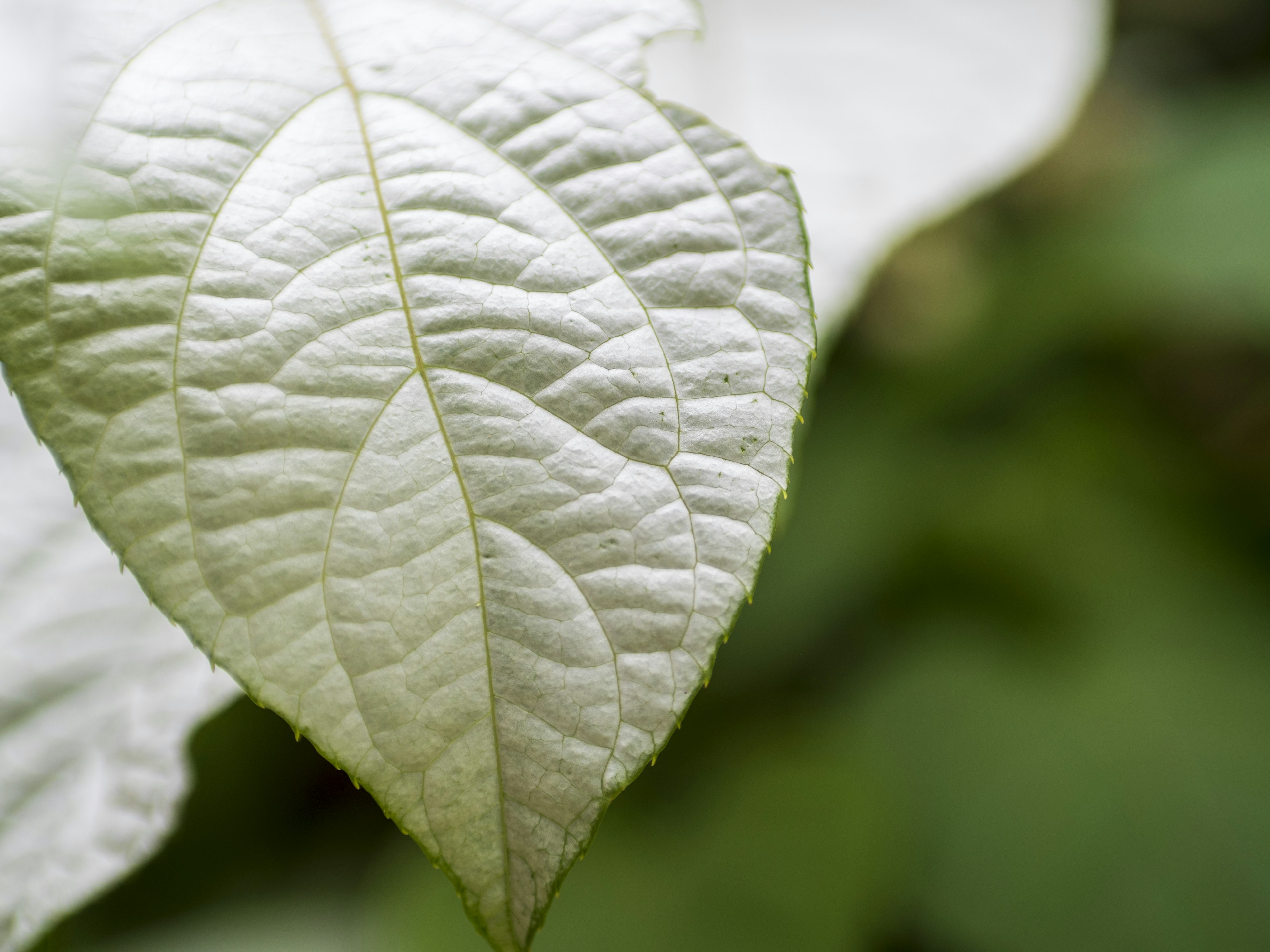 Close-up of a white leaf with detailed vein patterns against a green background