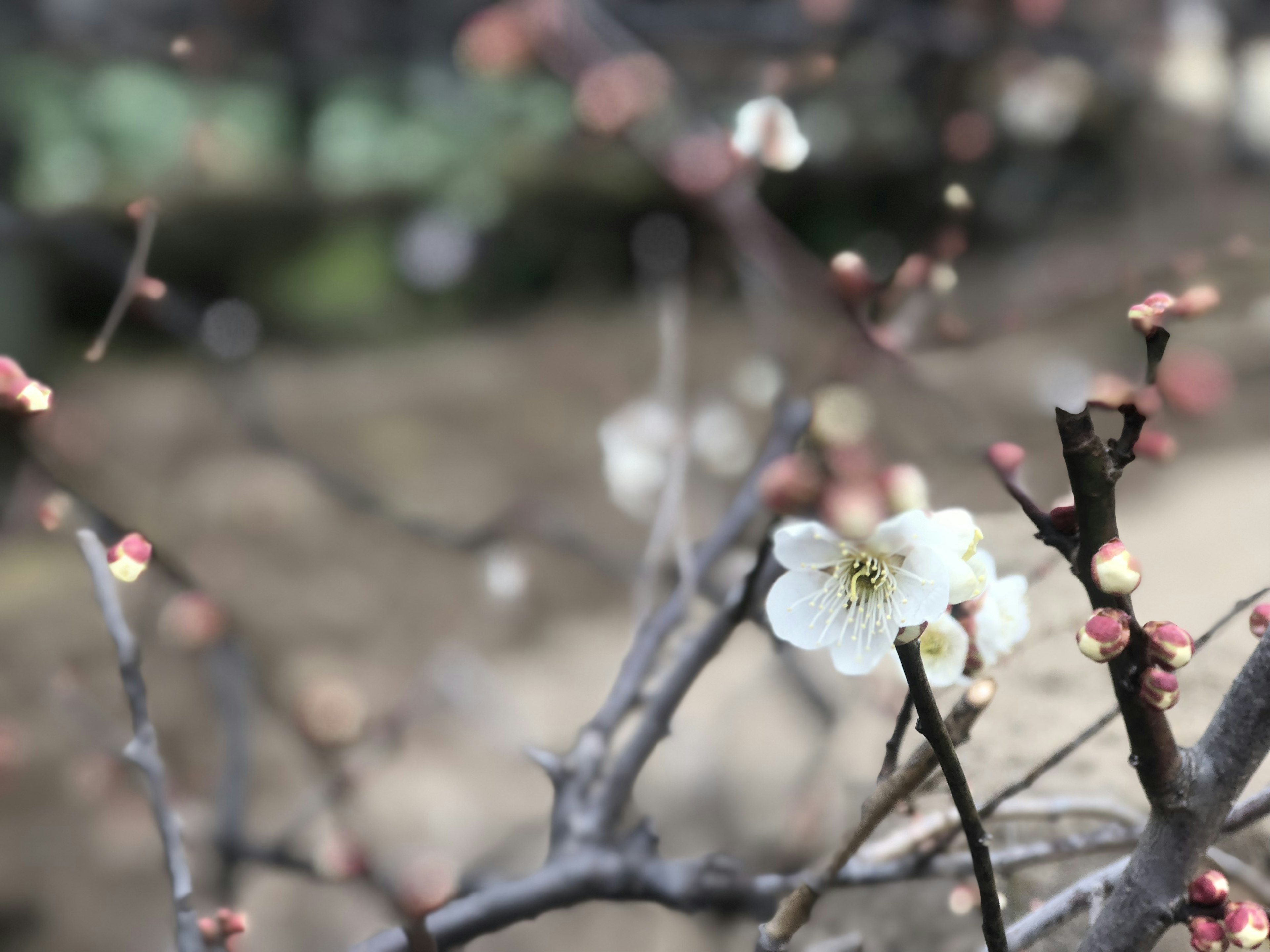 Primo piano di un ramo di pruno con fiori bianchi e gemme